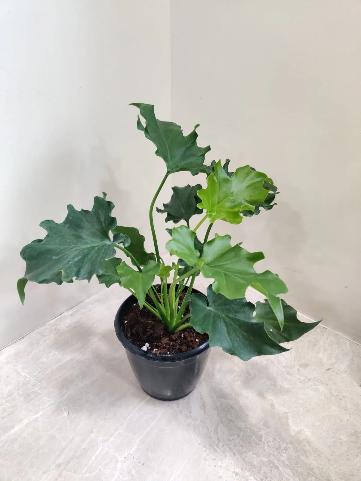 Philodendron Selloum Green - Live Plant