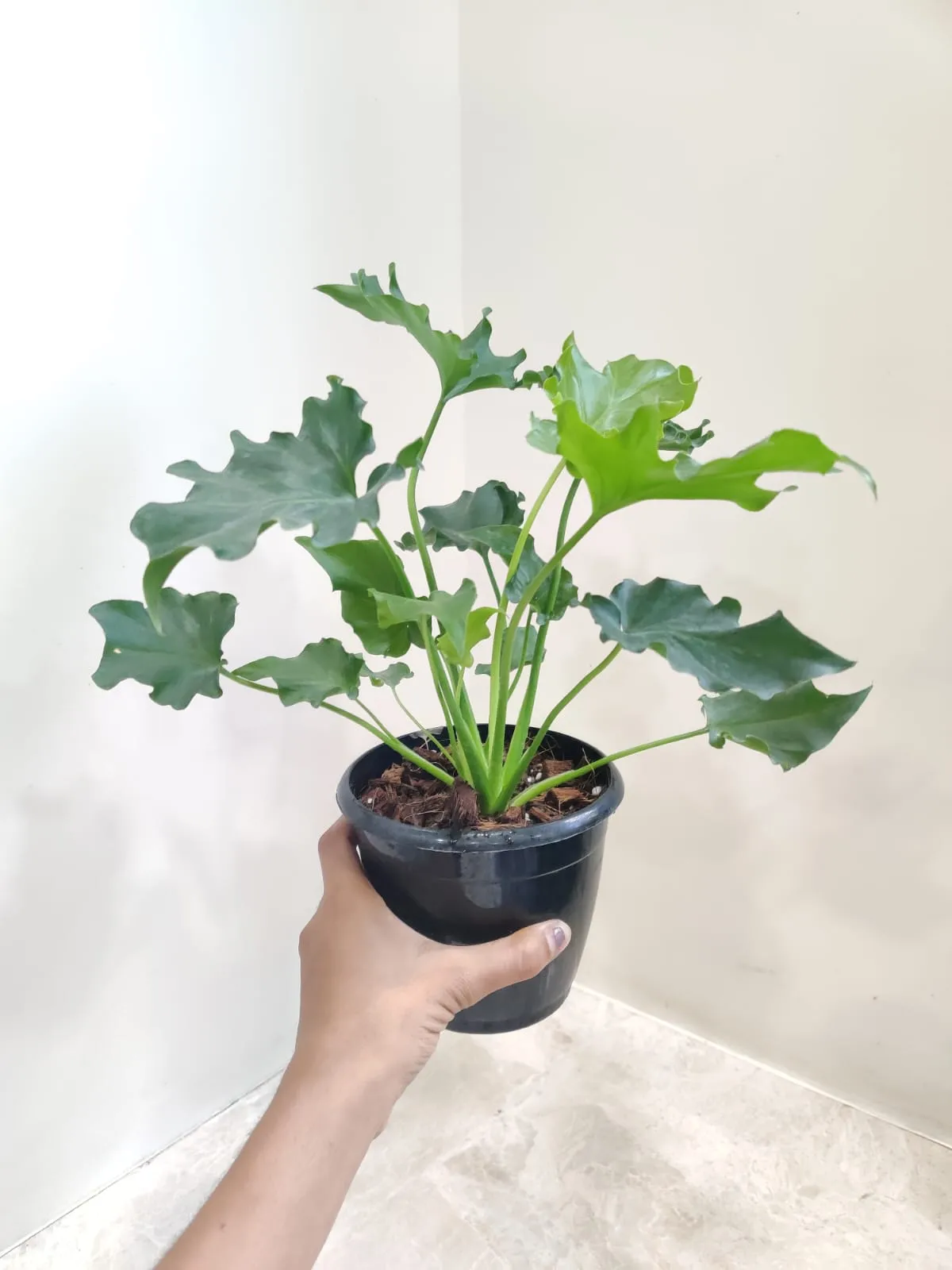 Philodendron Selloum Green - Live Plant