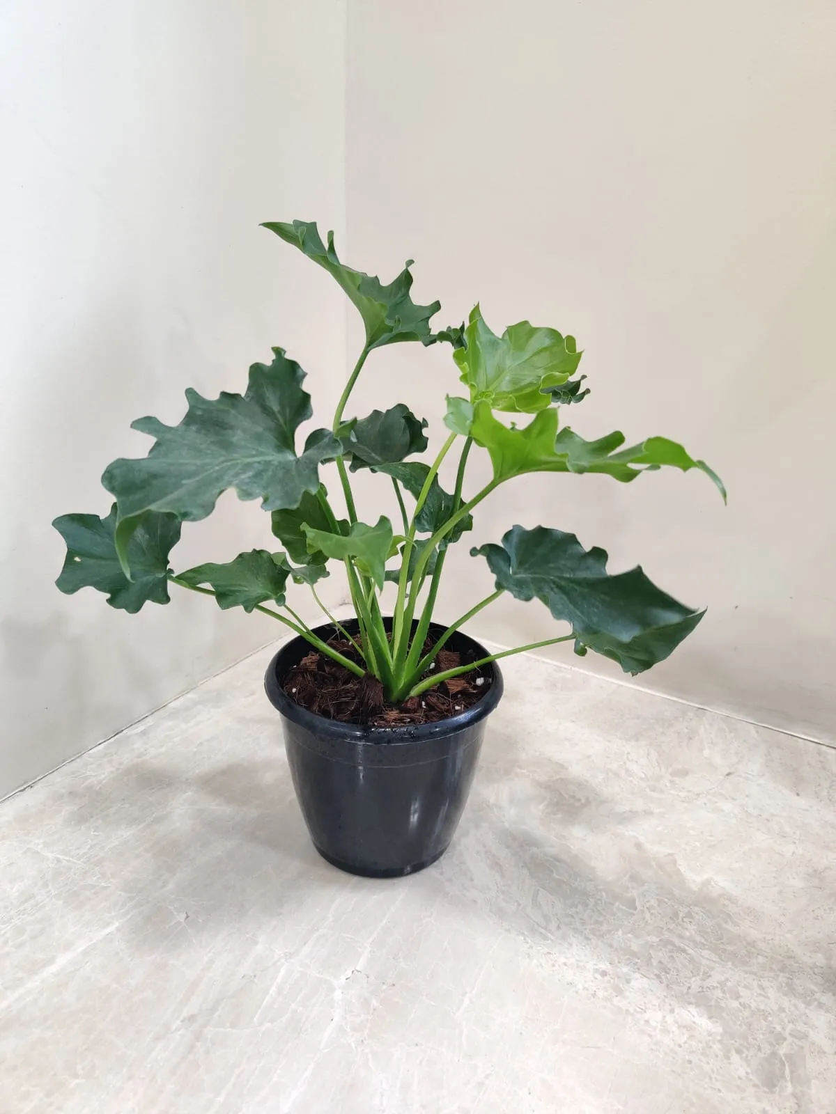 Philodendron Selloum Green - Live Plant