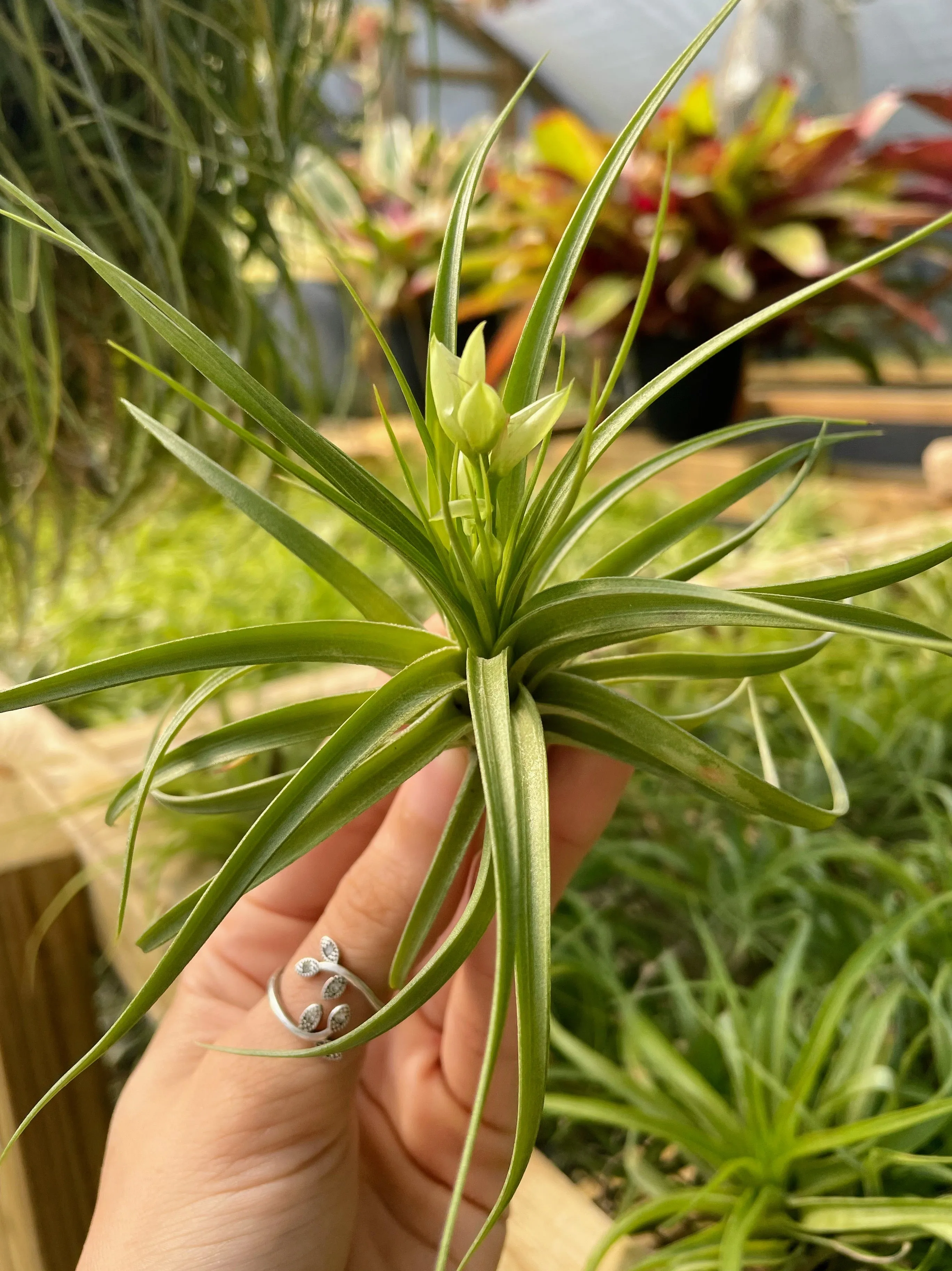 Post-Bloom Stricta