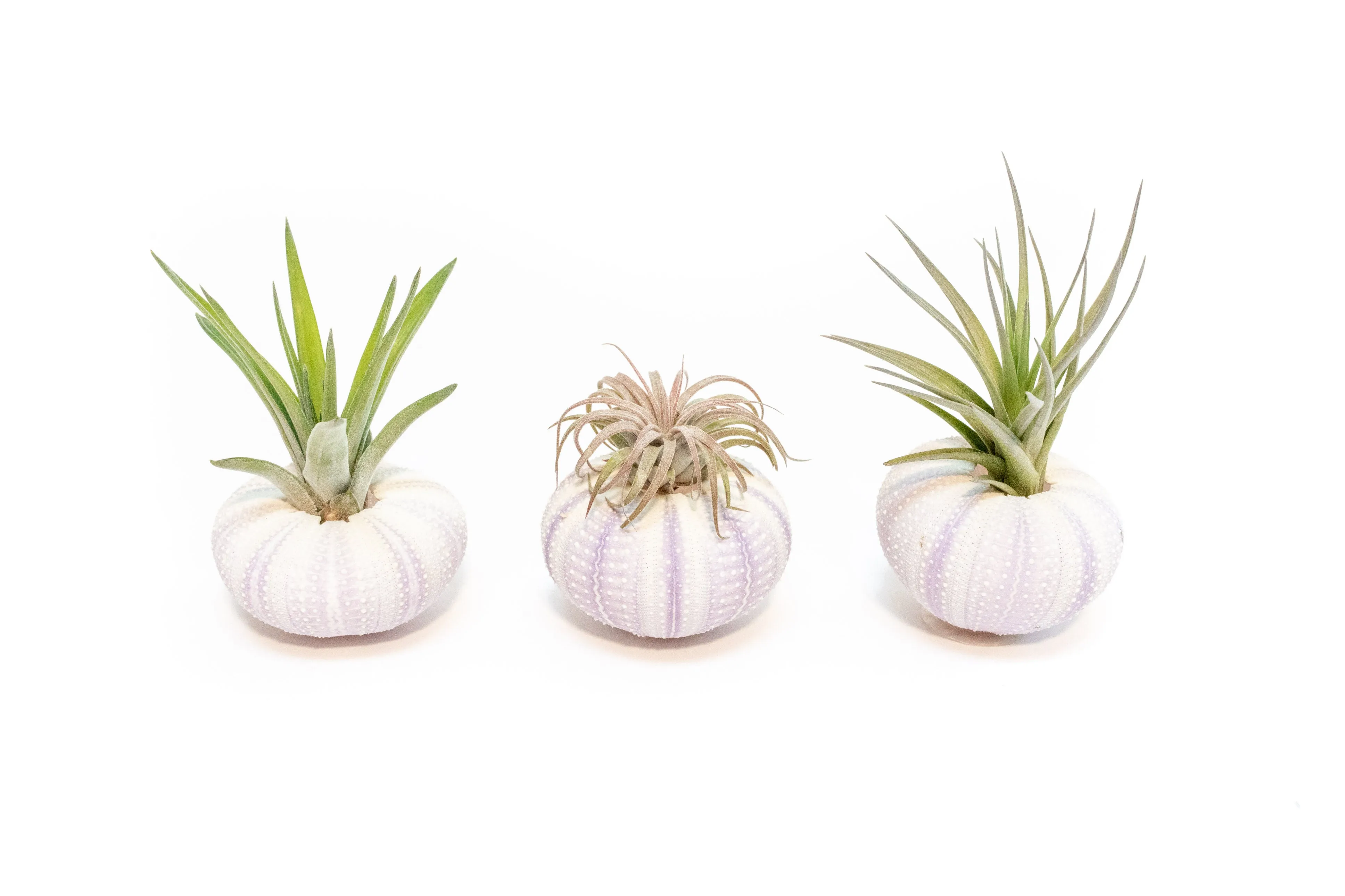 Purple Urchin with Tillandsia Air Plant - Set of 3, 6 or 9