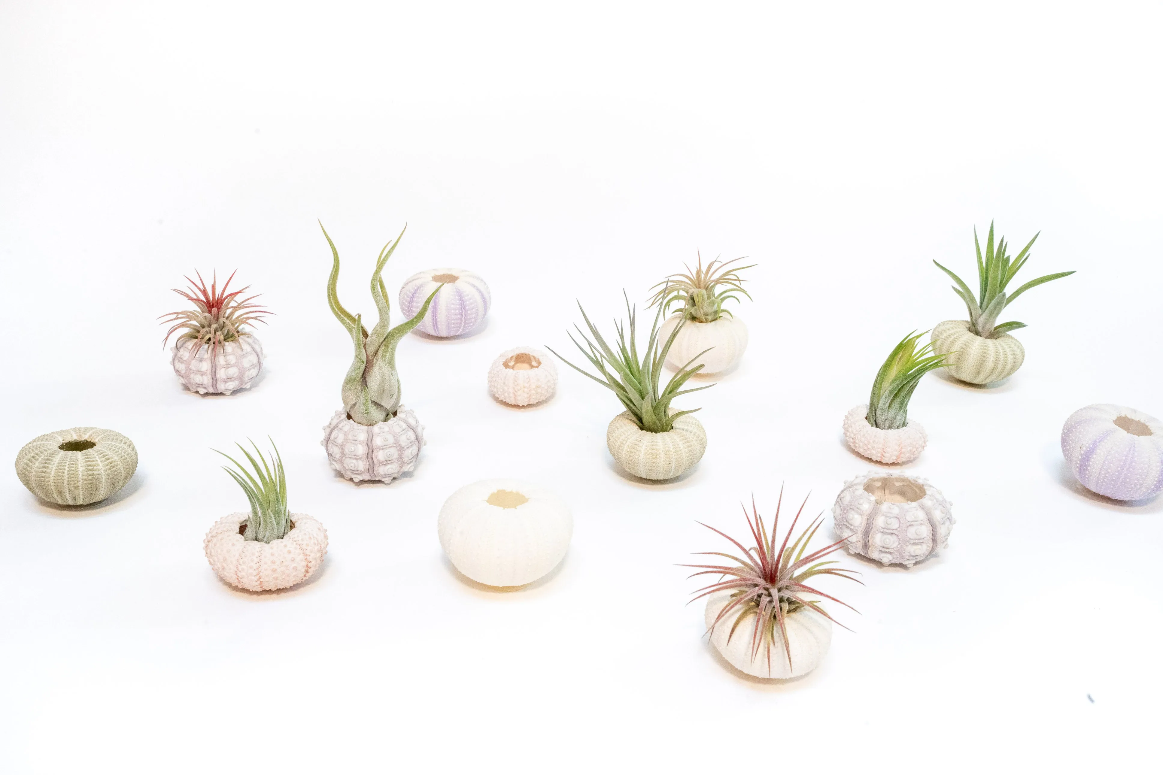 Purple Urchin with Tillandsia Air Plant - Set of 3, 6 or 9