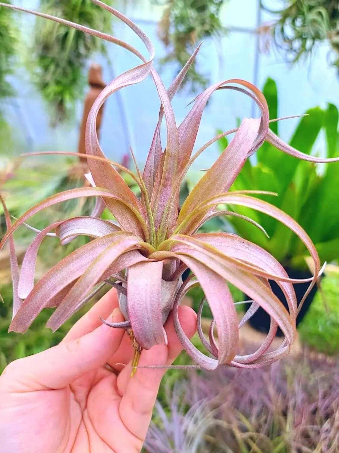 Rare Tillandsia Love Knot Air Plant on Cholla Wood Hanger