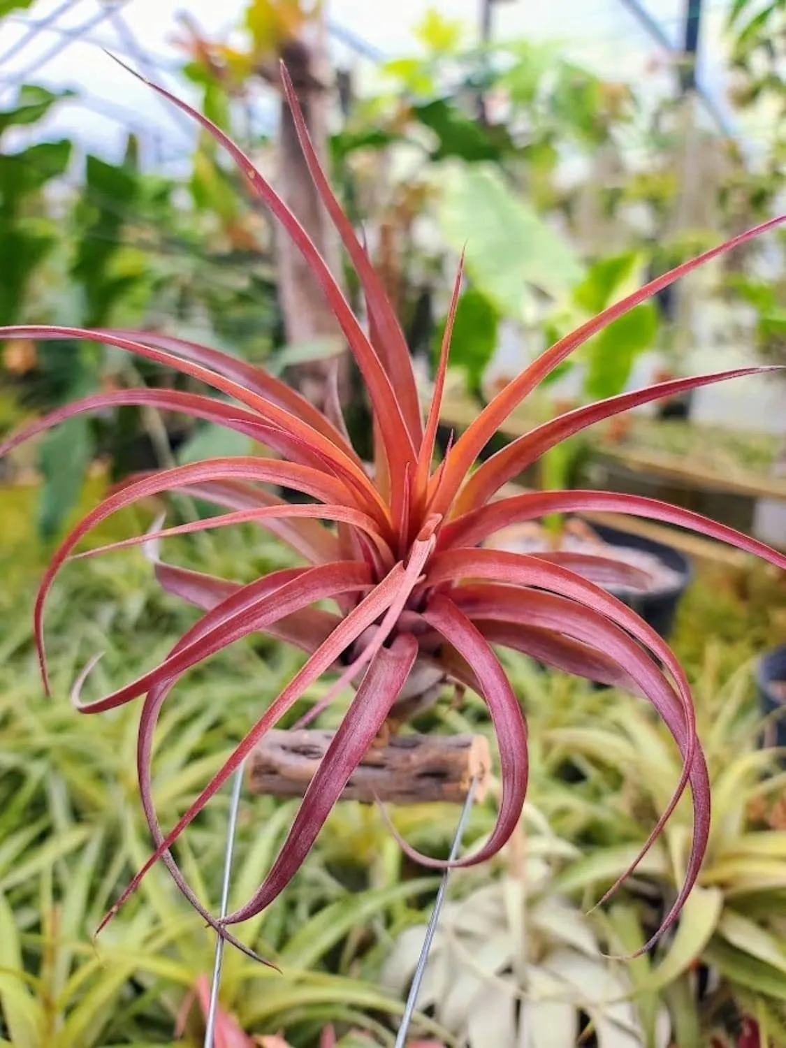 Rare Tillandsia Love Knot Air Plant on Cholla Wood Hanger