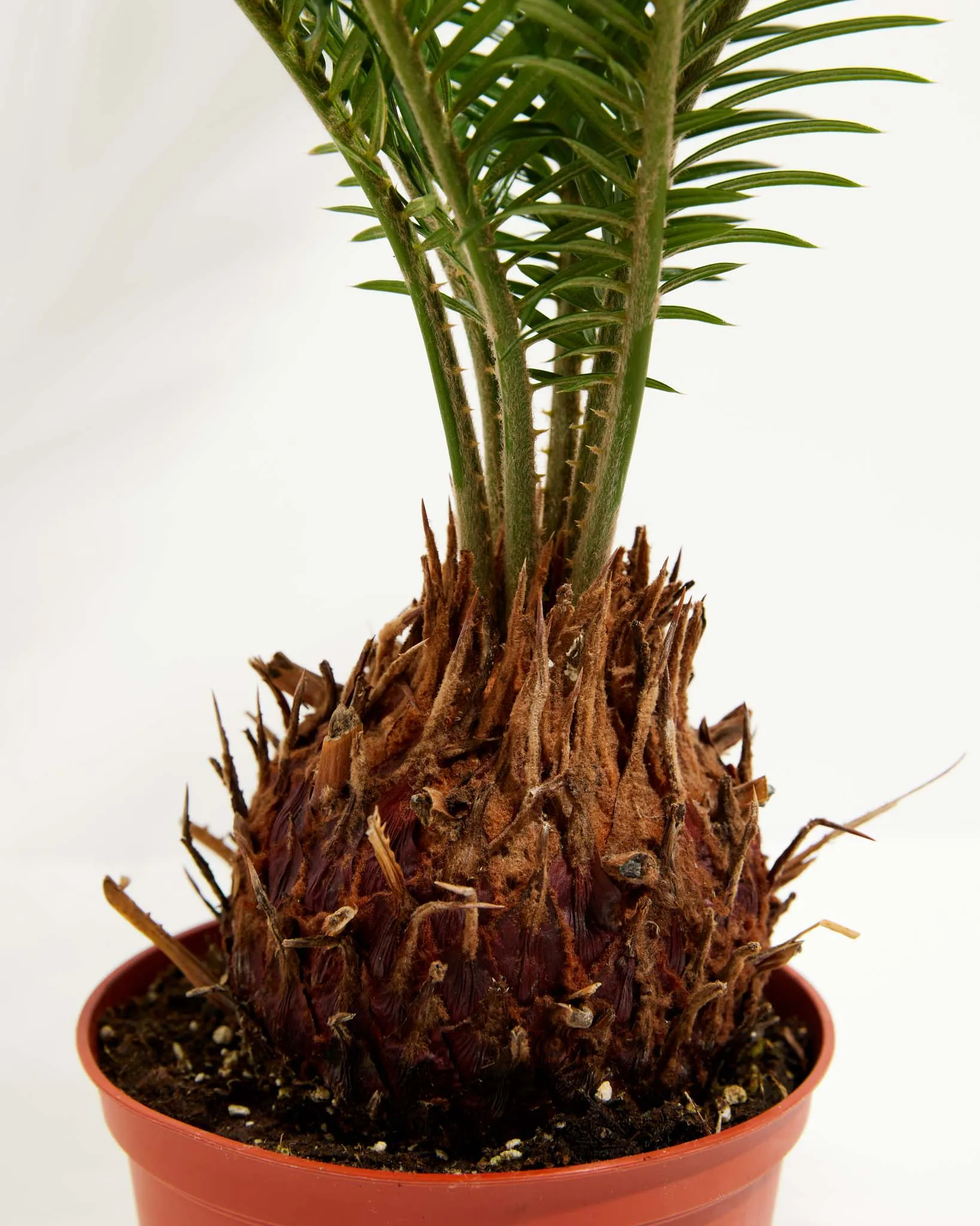 Sago Palm