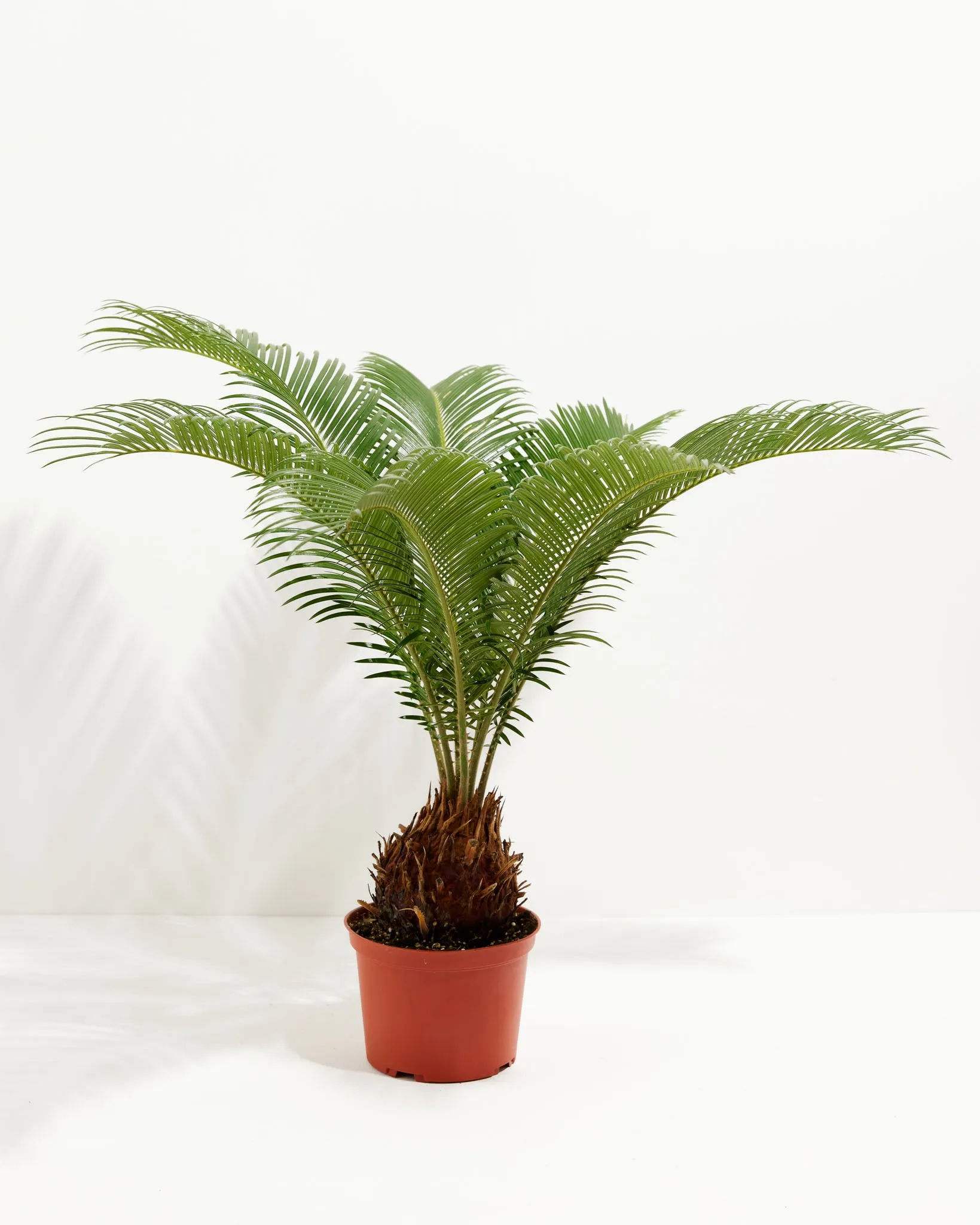 Sago Palm