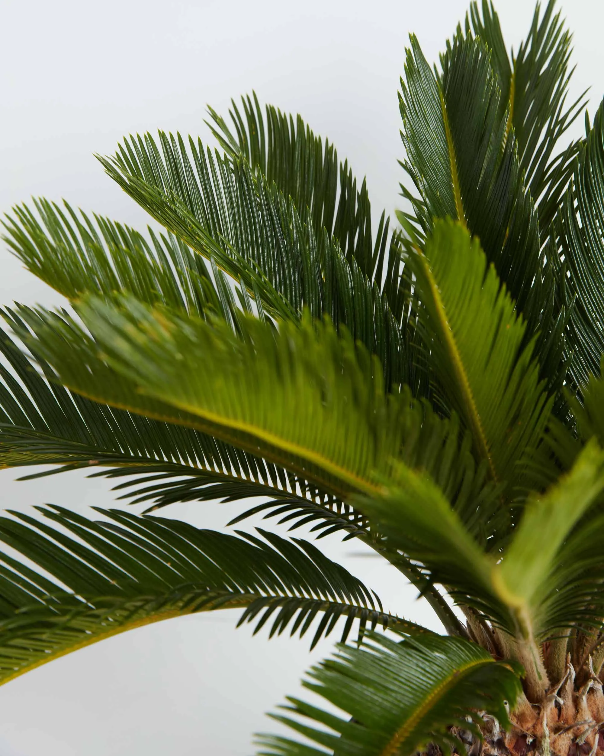 Sago Palm