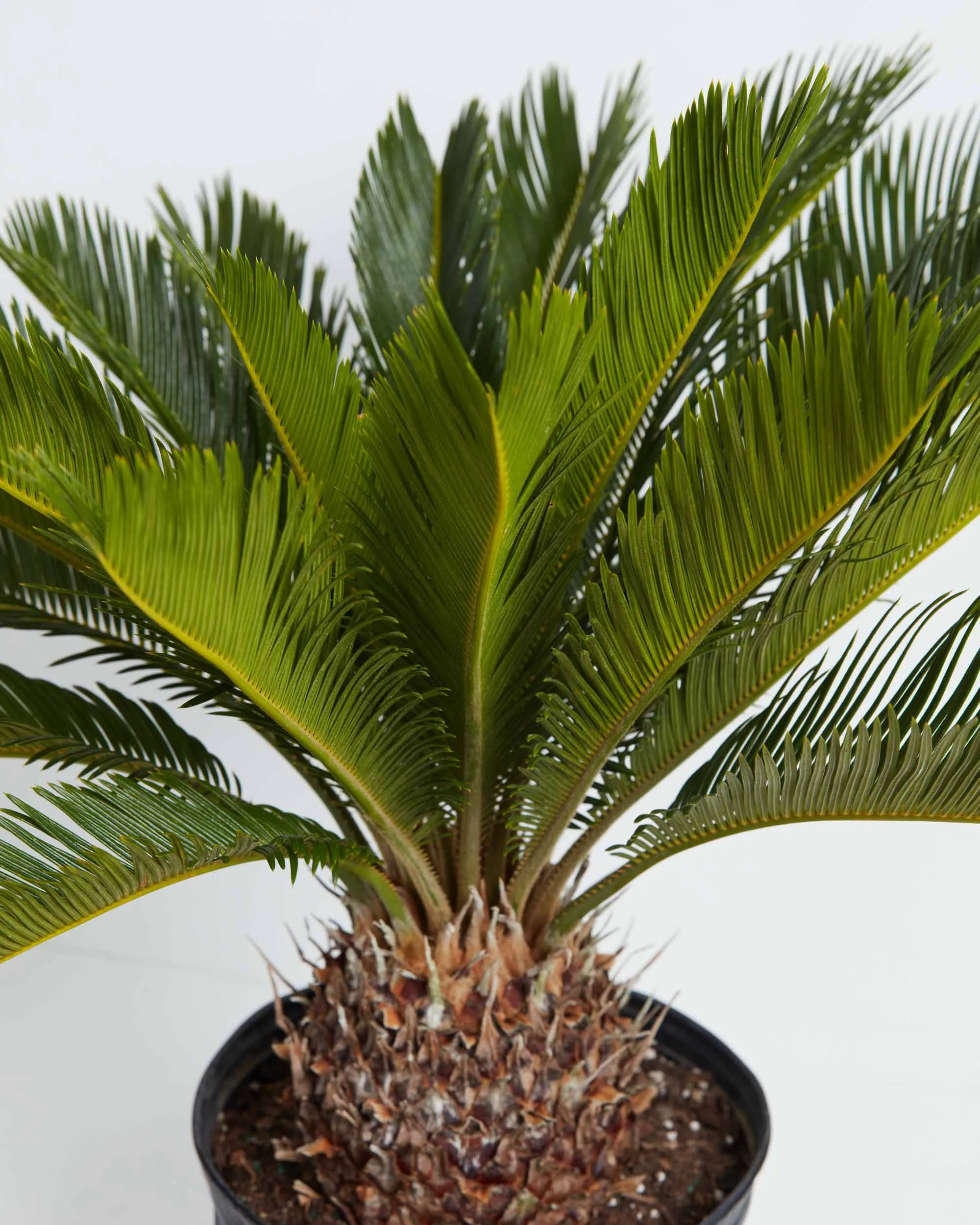 Sago Palm