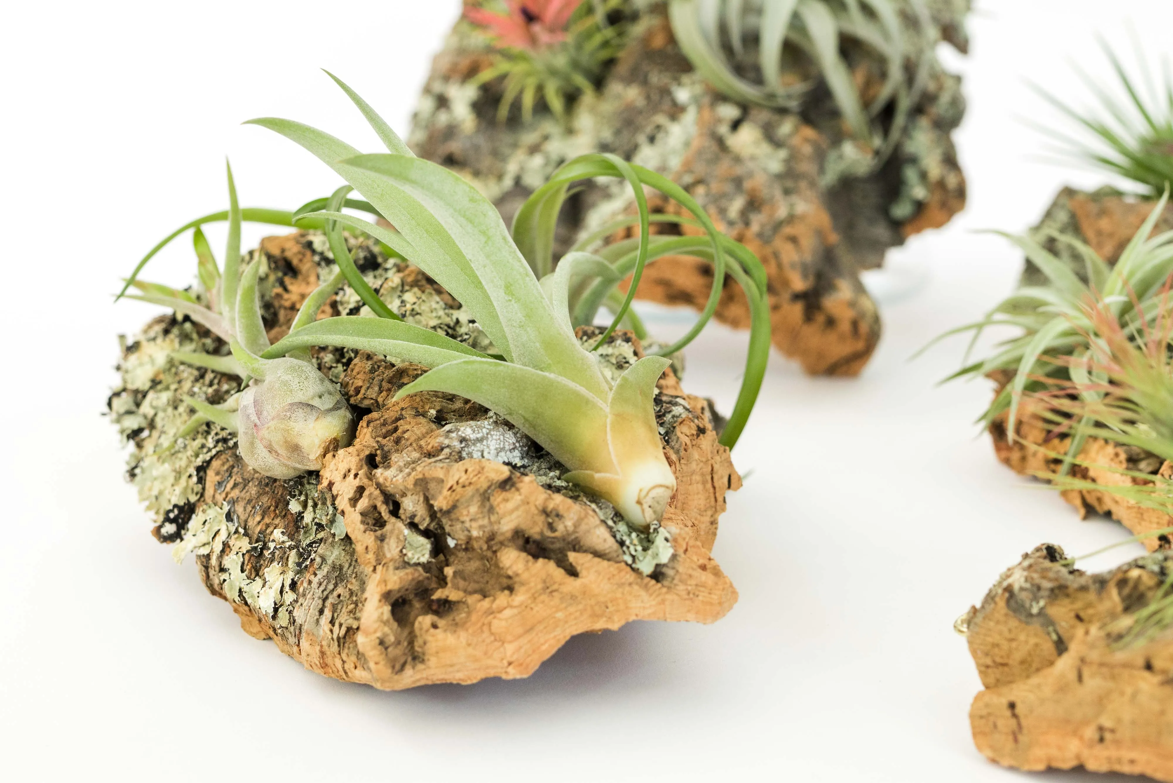 SALE - Small Cork Bark Displays with 3 Tillandsia Air Plants Each & Waterproof Glue -  Set of 3 or 6 - 40% Off