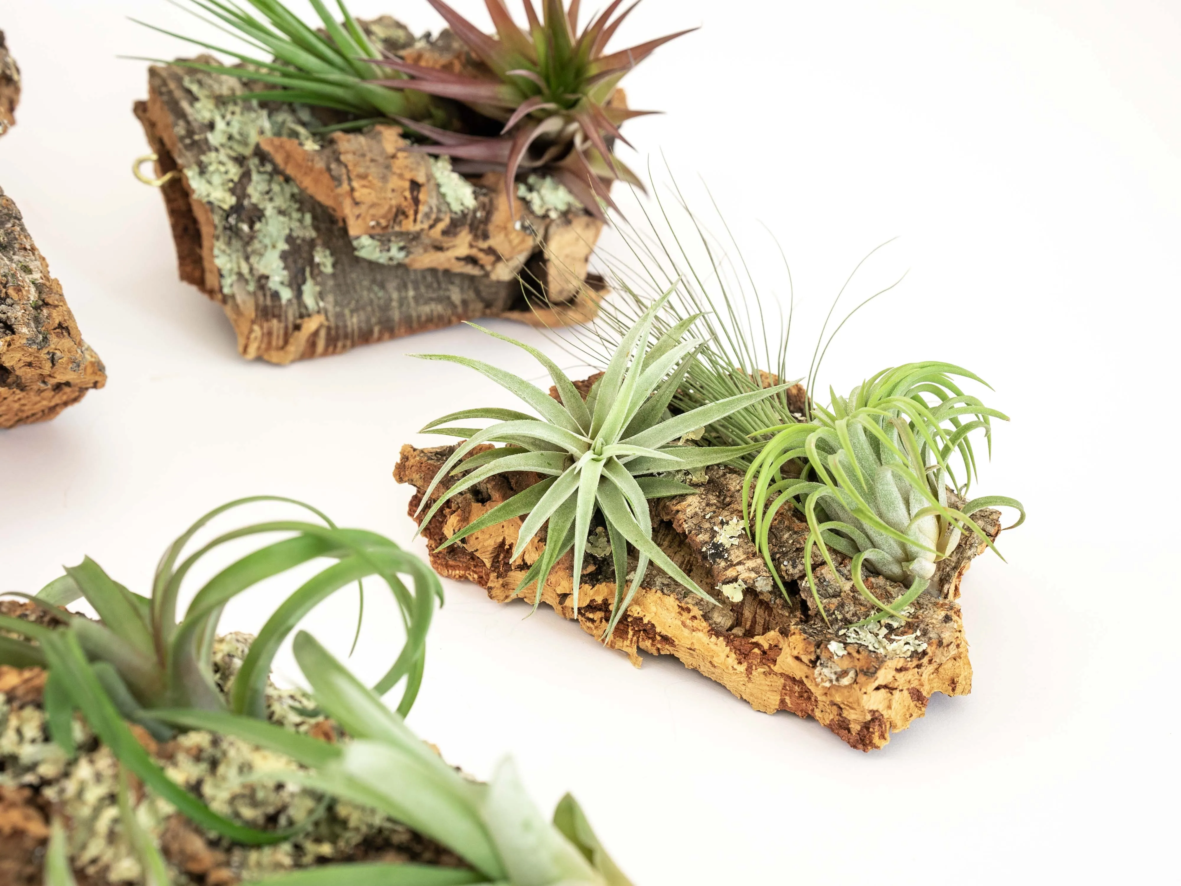 SALE - Small Cork Bark Displays with 3 Tillandsia Air Plants Each & Waterproof Glue -  Set of 3 or 6 - 40% Off