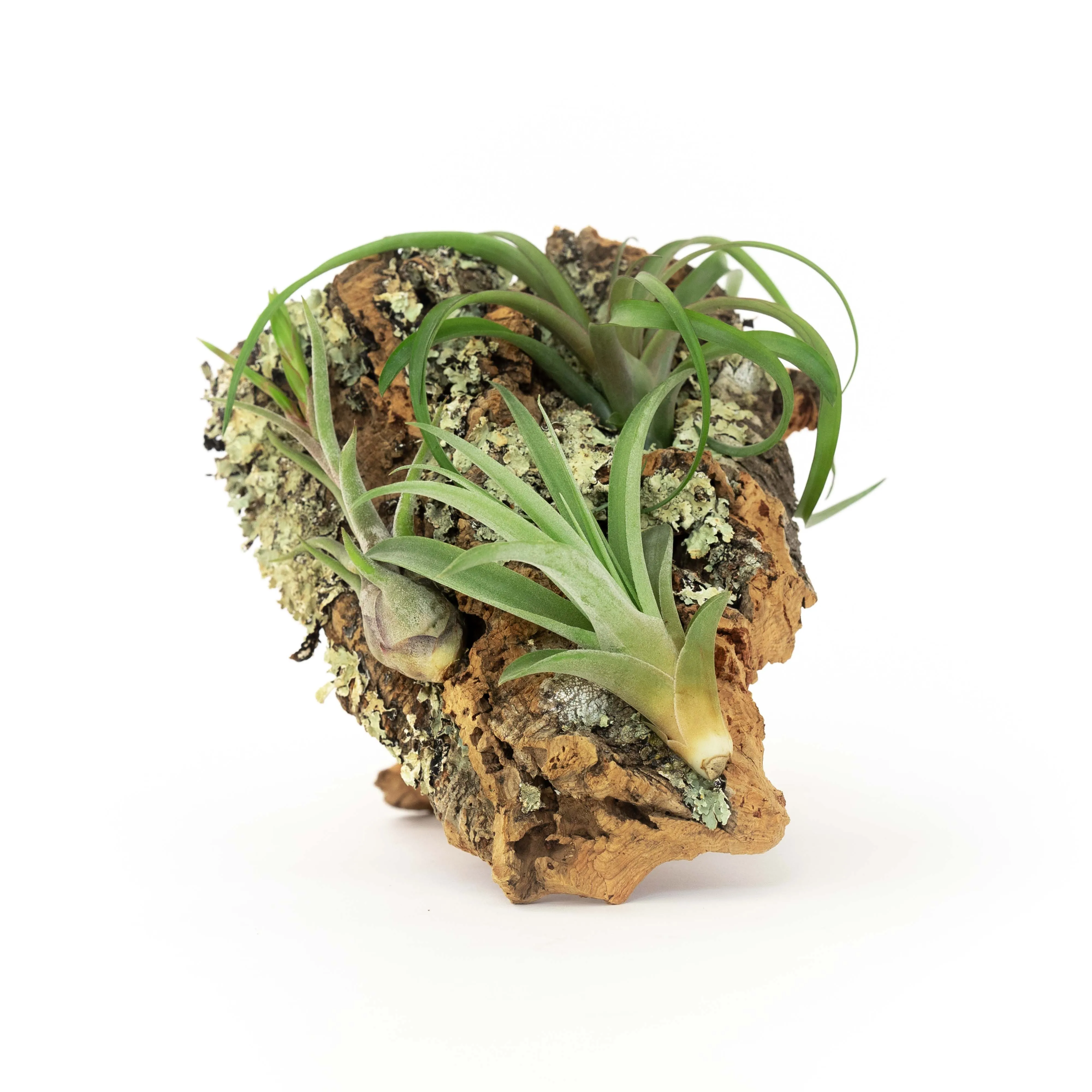 SALE - Small Cork Bark Displays with 3 Tillandsia Air Plants Each & Waterproof Glue -  Set of 3 or 6 - 40% Off