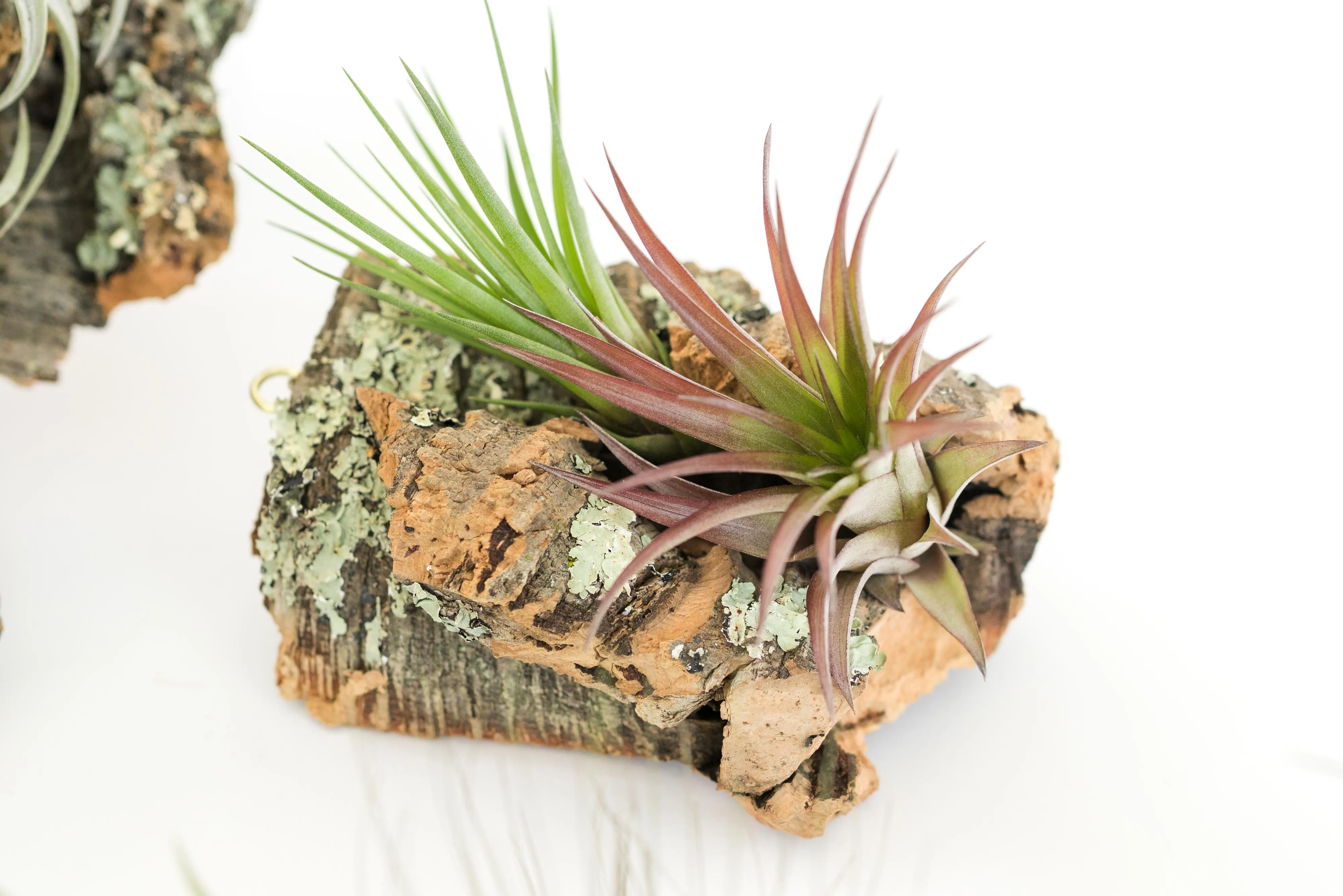 SALE - Small Cork Bark Displays with 3 Tillandsia Air Plants Each & Waterproof Glue -  Set of 3 or 6 - 40% Off