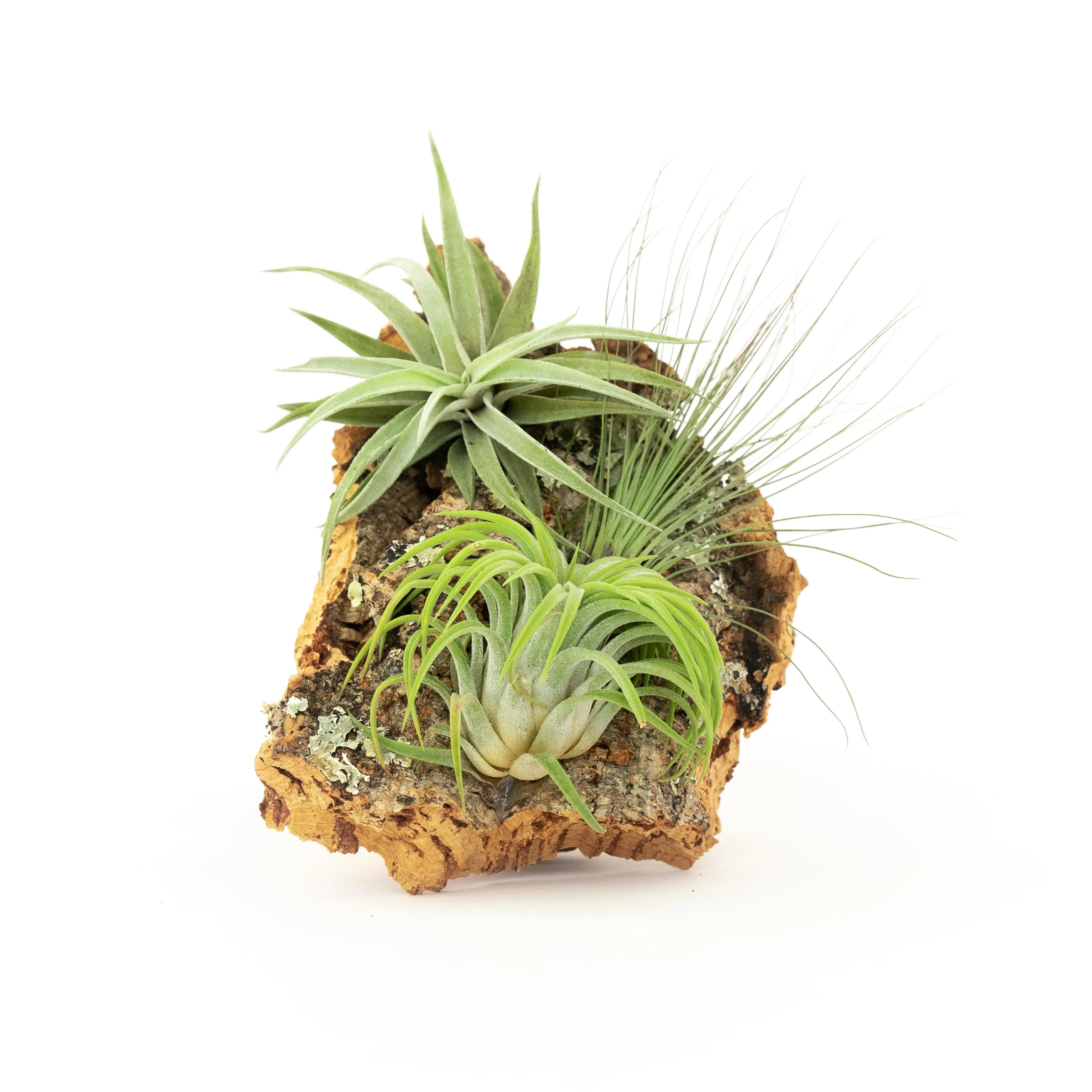 SALE - Small Cork Bark Displays with 3 Tillandsia Air Plants Each & Waterproof Glue -  Set of 3 or 6 - 40% Off