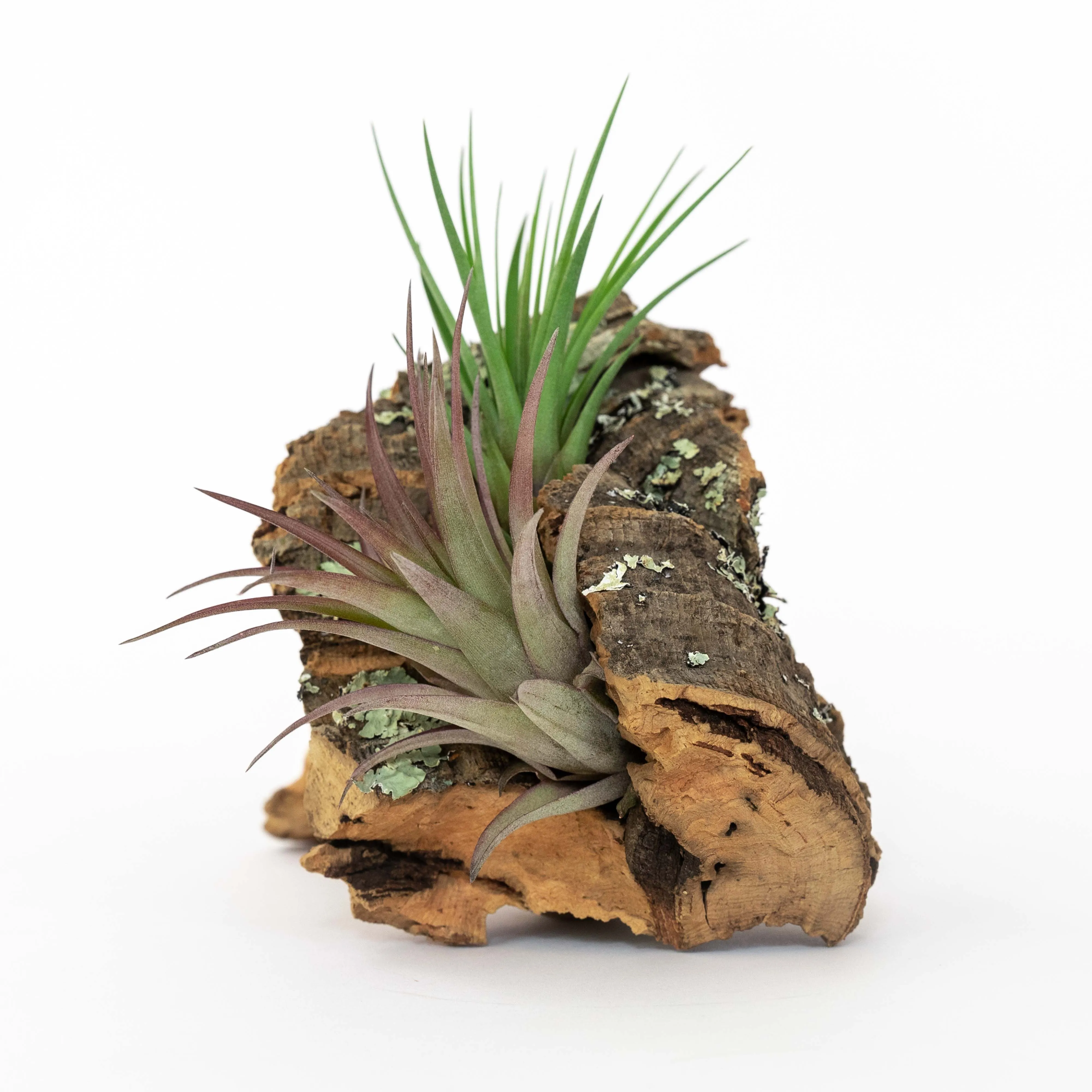 SALE - Small Cork Bark Displays with 3 Tillandsia Air Plants Each & Waterproof Glue -  Set of 3 or 6 - 40% Off