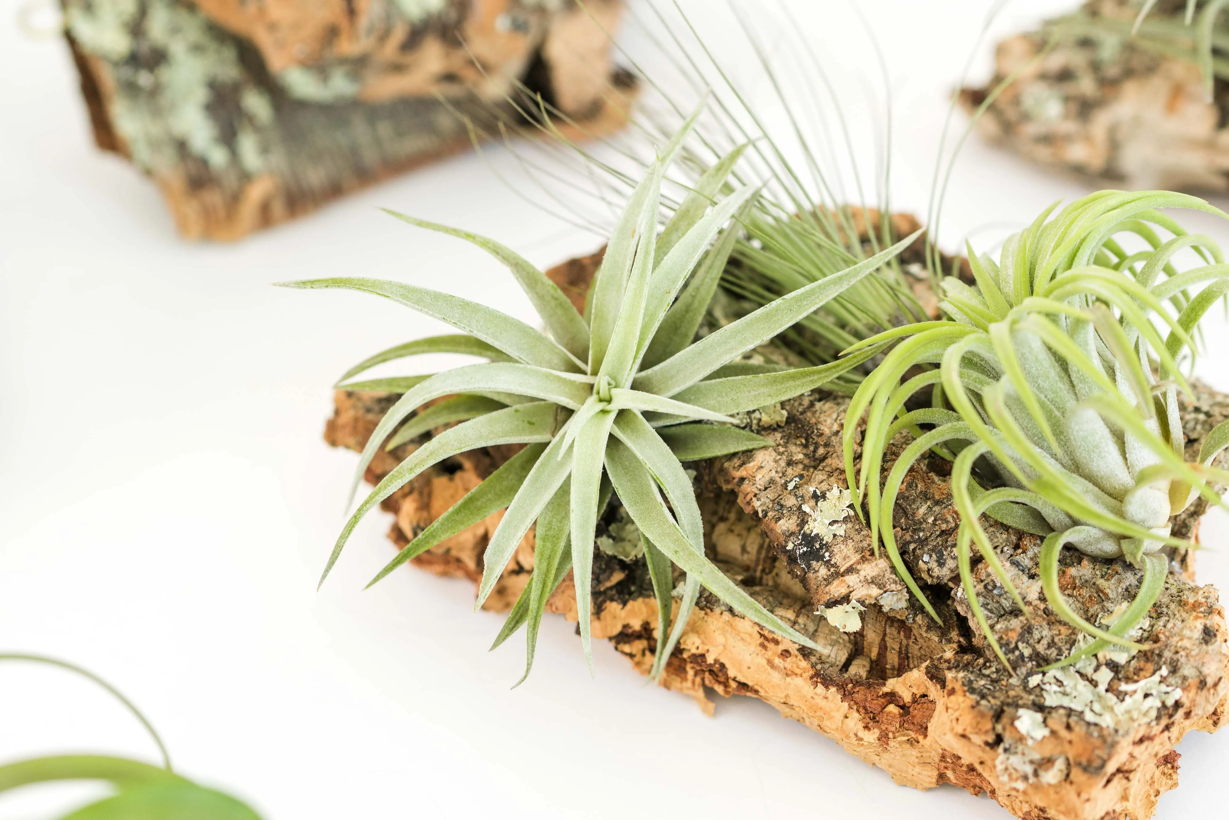 SALE - Small Cork Bark Displays with 3 Tillandsia Air Plants Each & Waterproof Glue -  Set of 3 or 6 - 40% Off