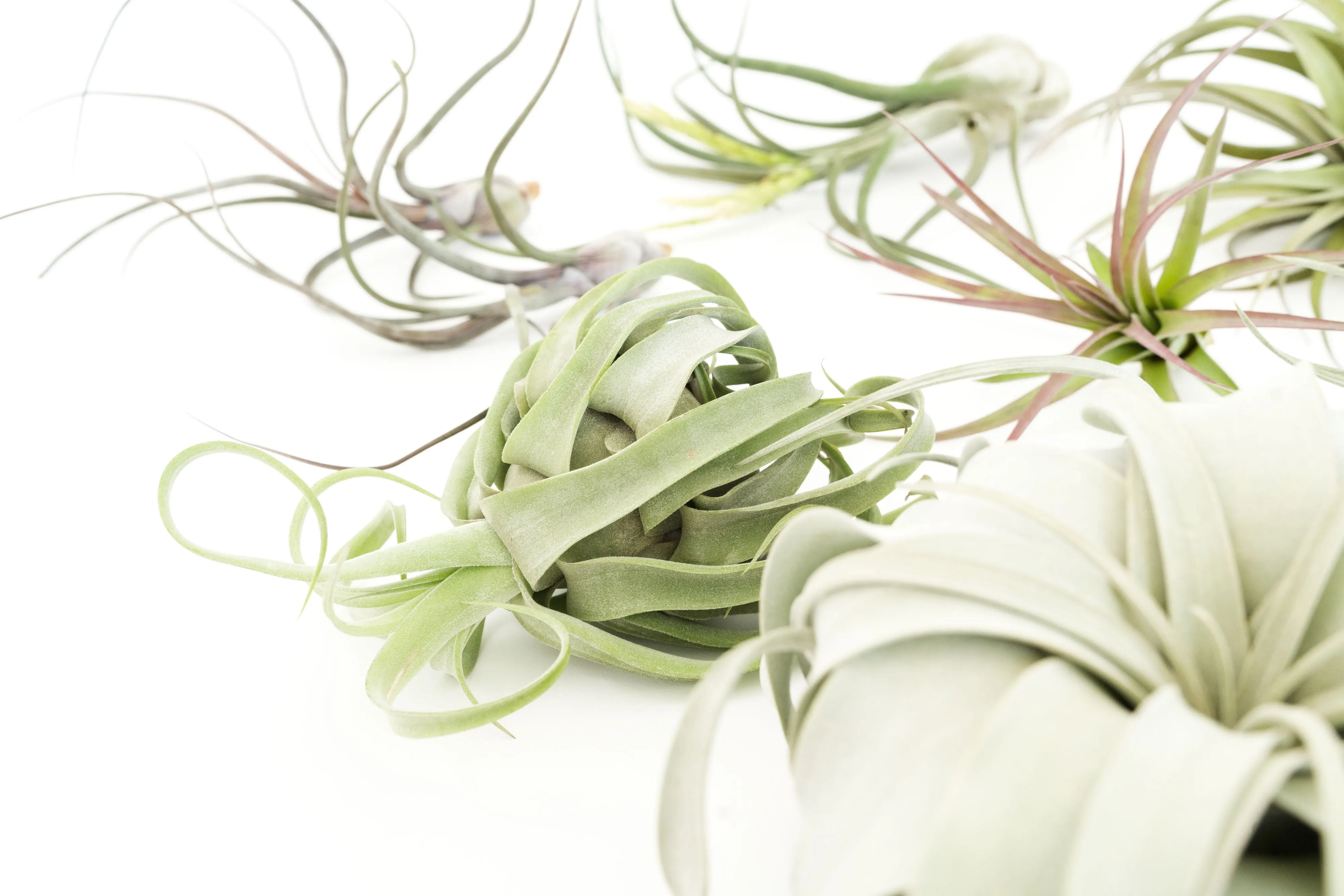 SALE - Special Jumbo Tillandsia Air Plants - Set of 12 - 40% Off