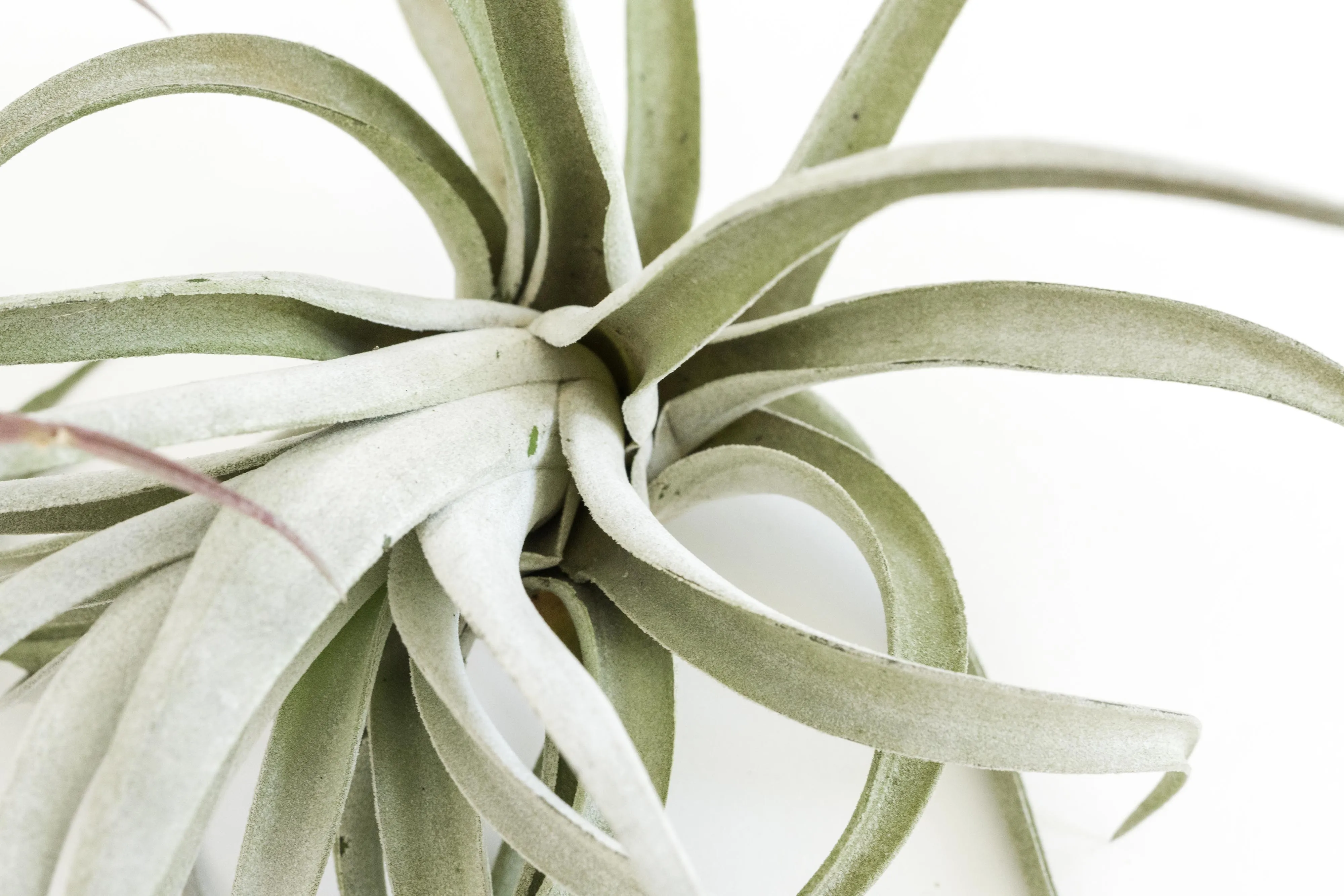 SALE - Special Jumbo Tillandsia Air Plants - Set of 12 - 40% Off