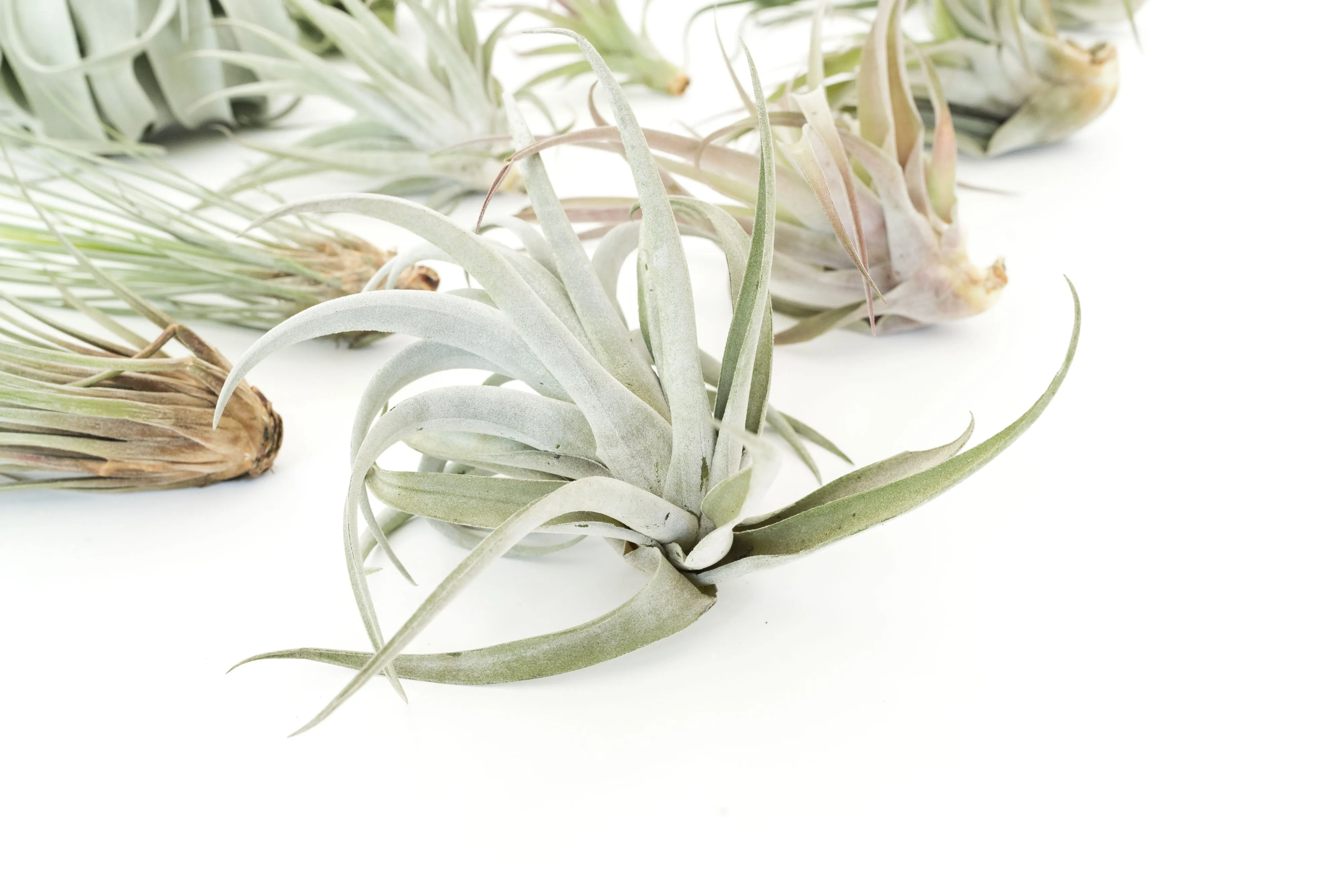 SALE - Special Jumbo Tillandsia Air Plants - Set of 12 - 40% Off