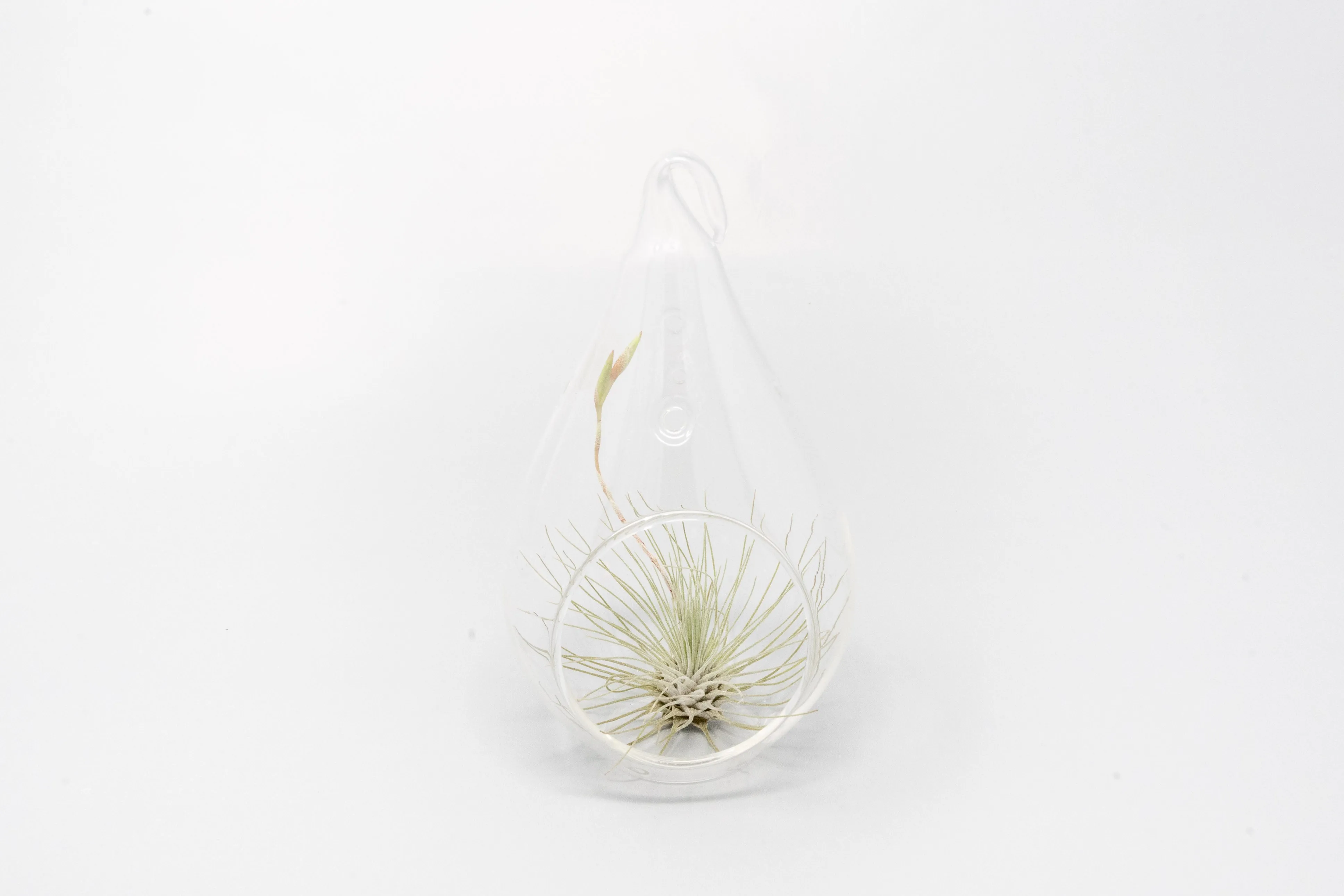 SALE - Teardrop Glass Terrariums - Set of 6 or 12 - 40% Off