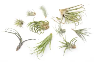 SALE - Tillandsia Air Plants in need of Tender Loving Care - 50% Off