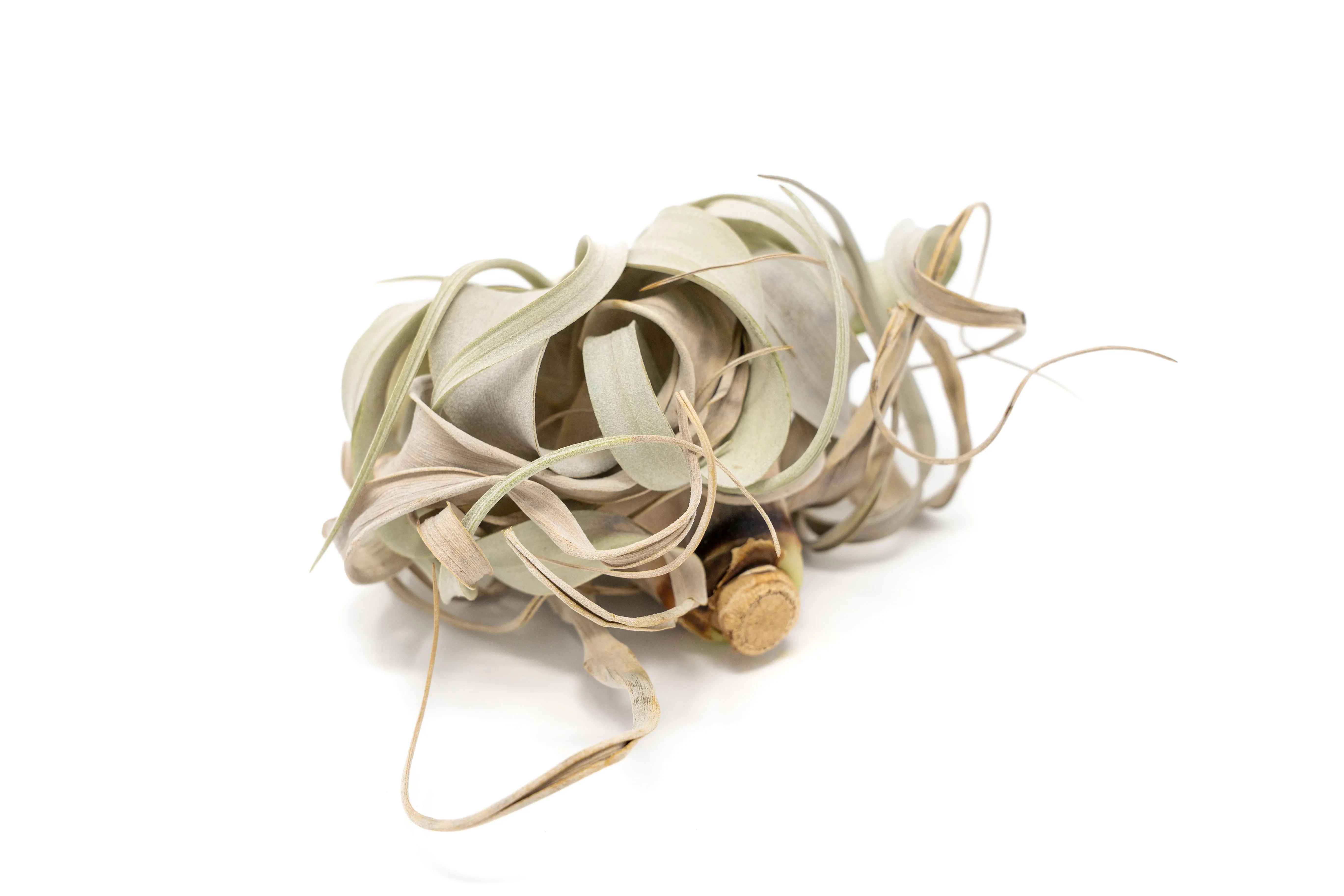 SALE - Tillandsia Air Plants in need of Tender Loving Care - Set of 3 - 50% Off