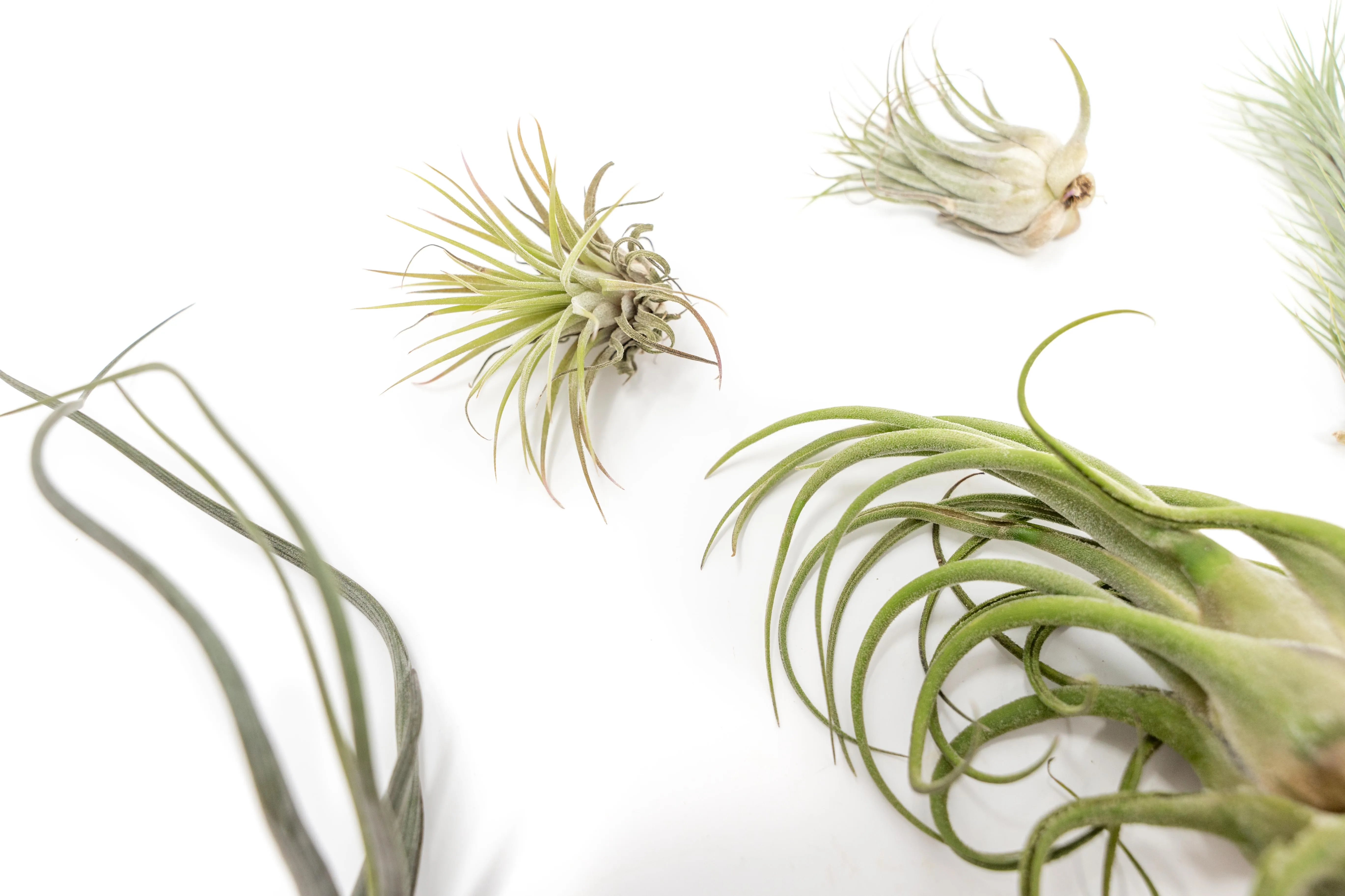 SALE - Tillandsia Air Plants in need of Tender Loving Care - Set of 3 - 50% Off