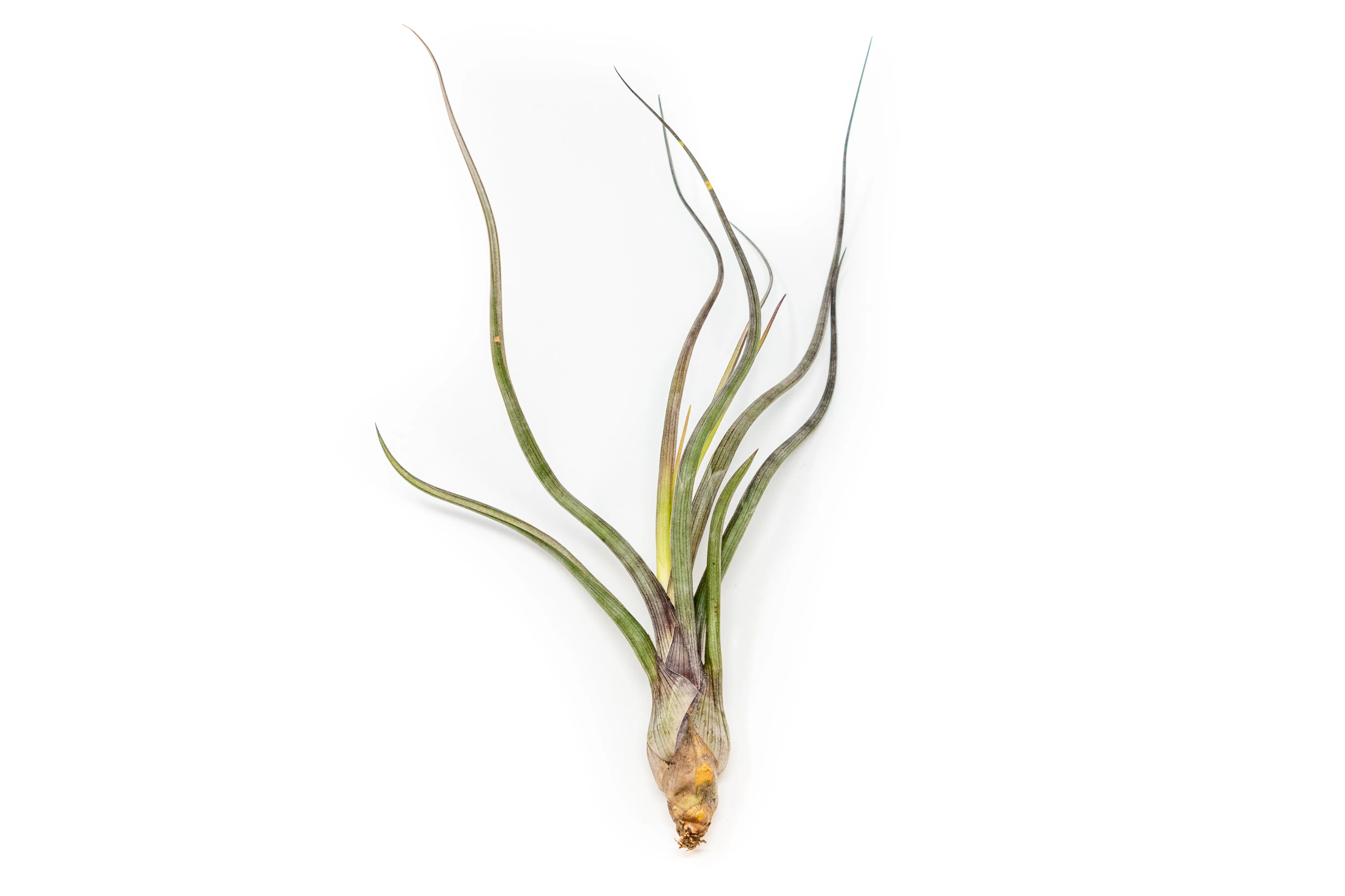 SALE - Tillandsia Baileyi Air Plants - Set of 5 or 10 - 50% Off