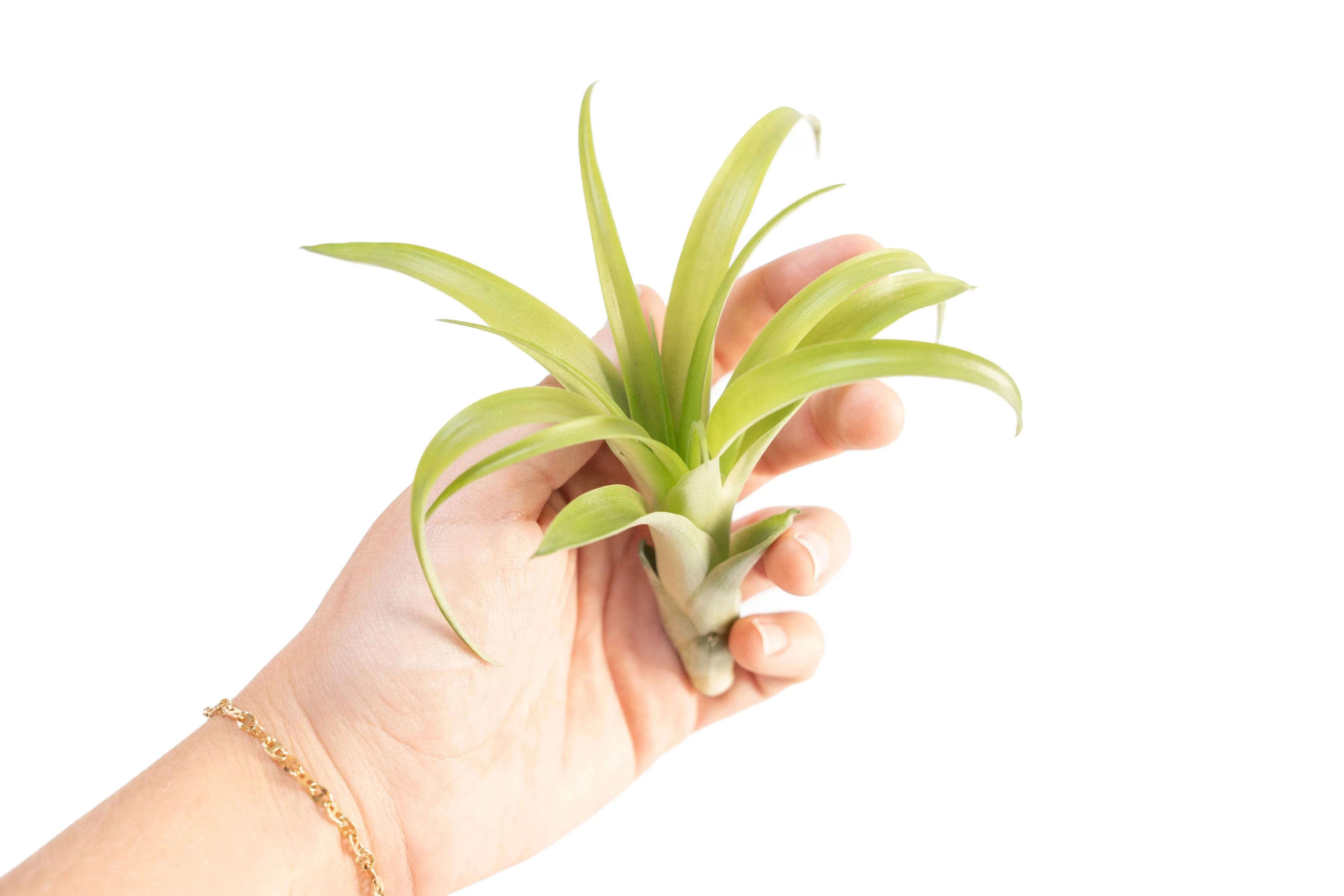 SALE - Tillandsia Flabellata Air Plants - Set of 5 or 10 - 50% Off