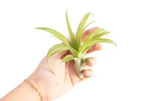 SALE - Tillandsia Flabellata Air Plants - Set of 5 or 10 - 50% Off