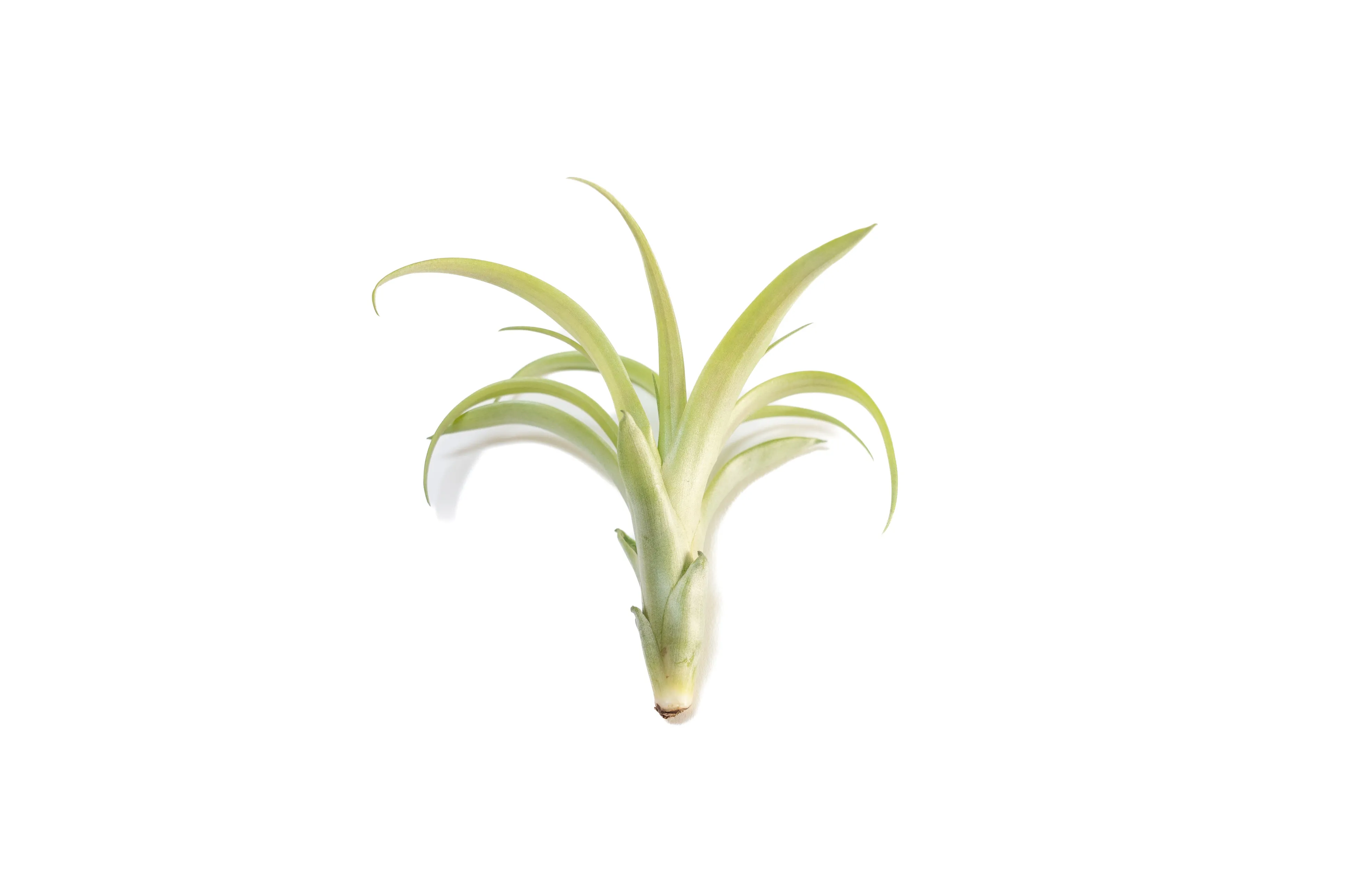 SALE - Tillandsia Flabellata Air Plants - Set of 5 or 10 - 50% Off