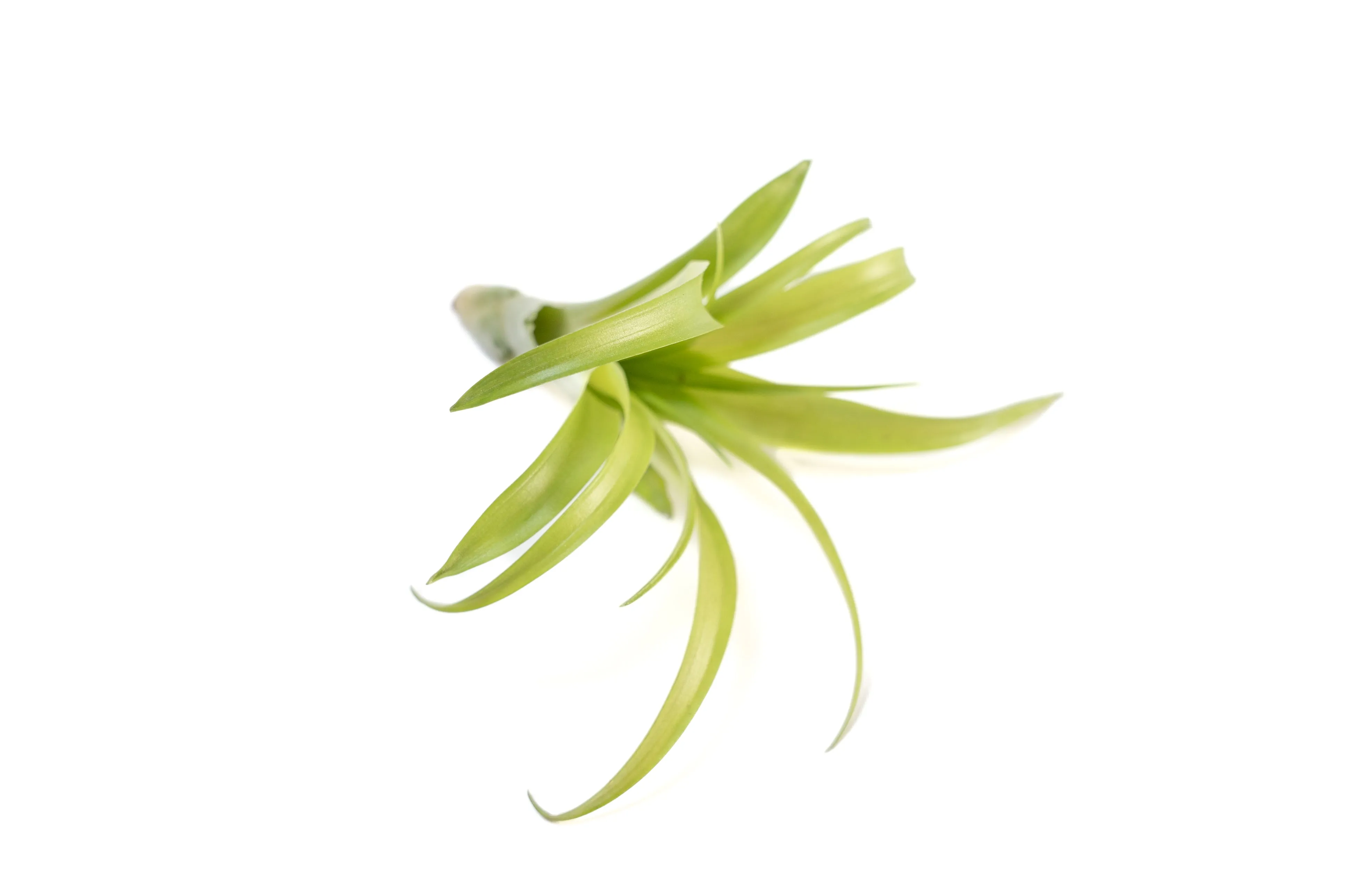 SALE - Tillandsia Flabellata Air Plants - Set of 5 or 10 - 50% Off