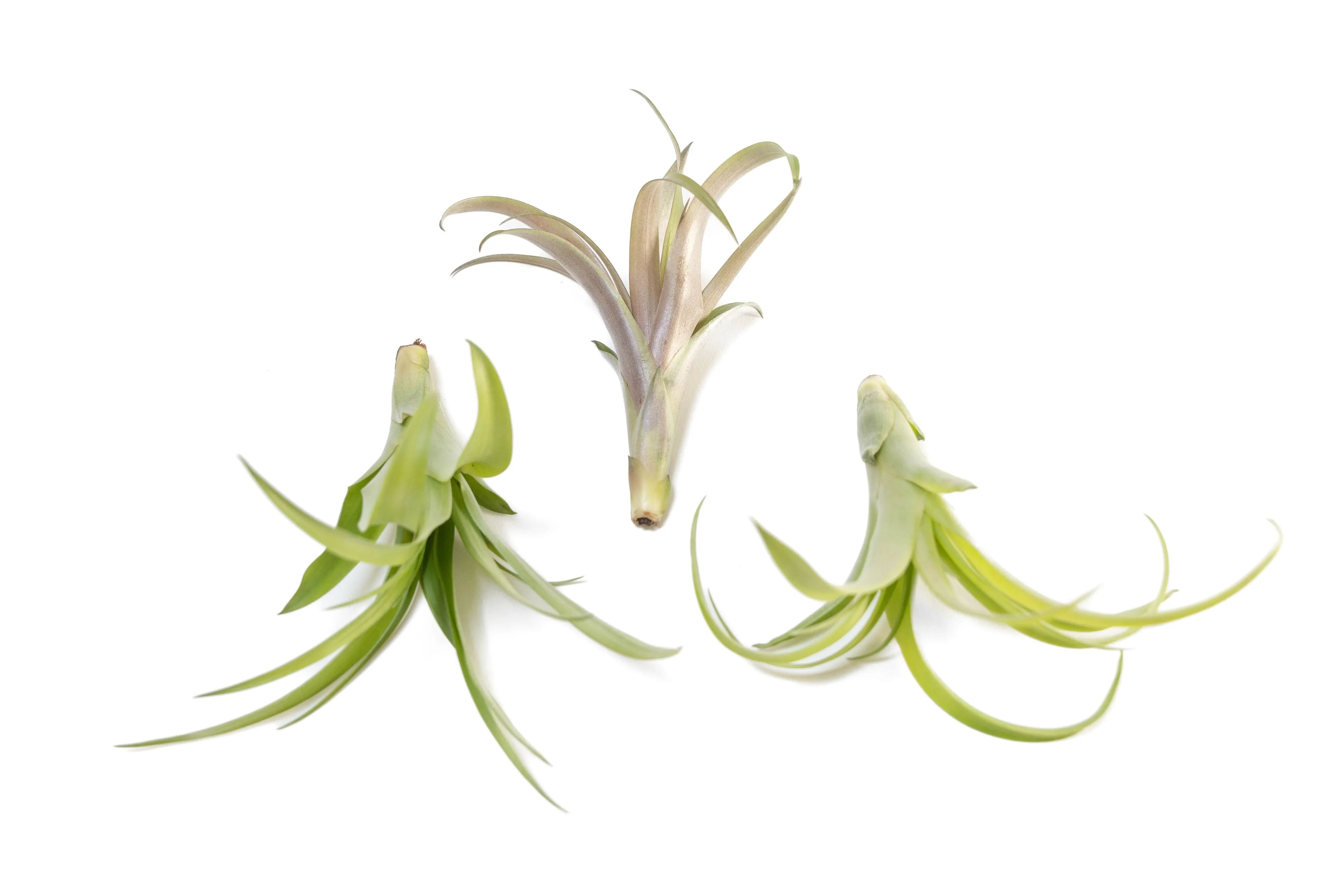 SALE - Tillandsia Flabellata Air Plants - Set of 5 or 10 - 50% Off