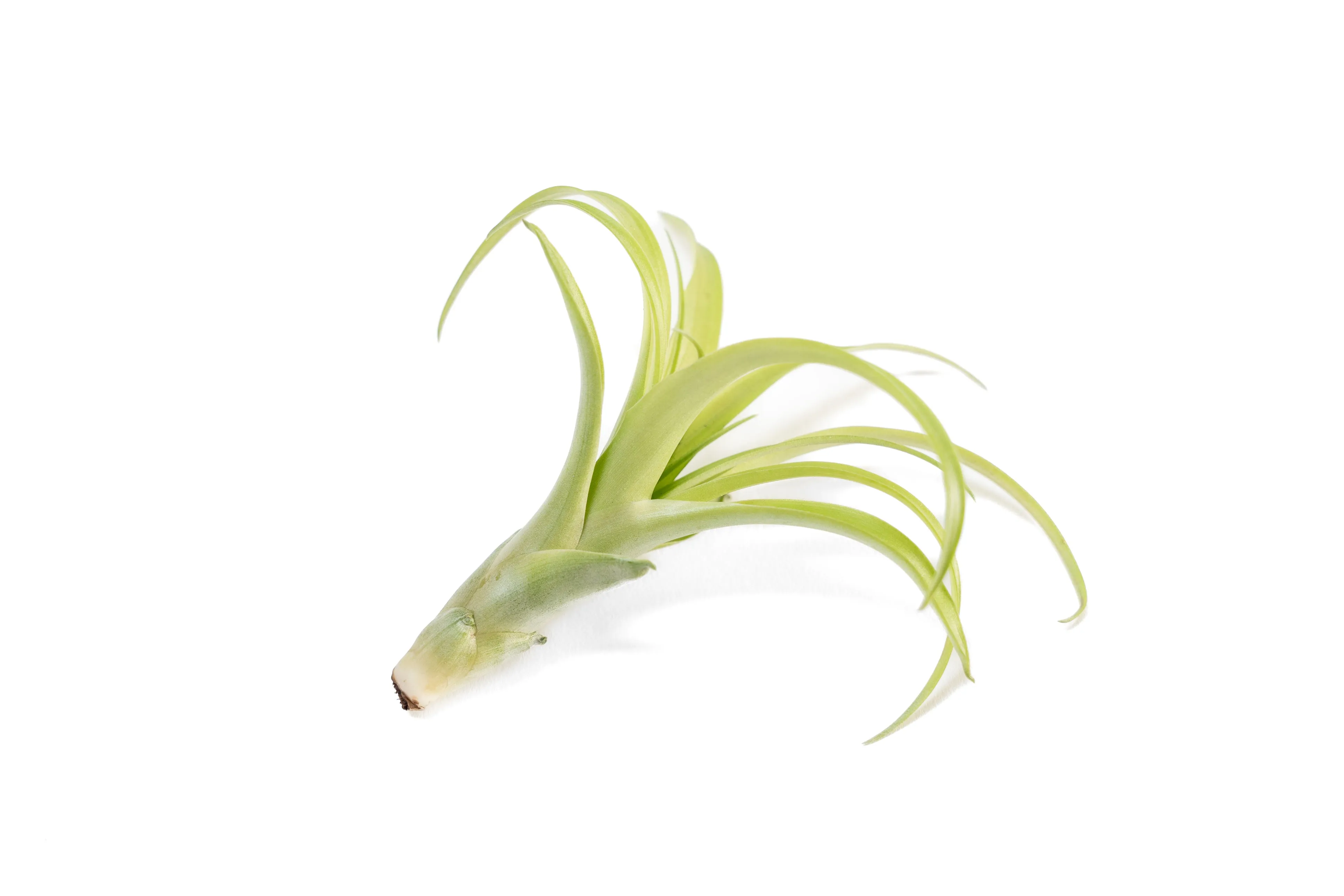 SALE - Tillandsia Flabellata Air Plants - Set of 5 or 10 - 50% Off