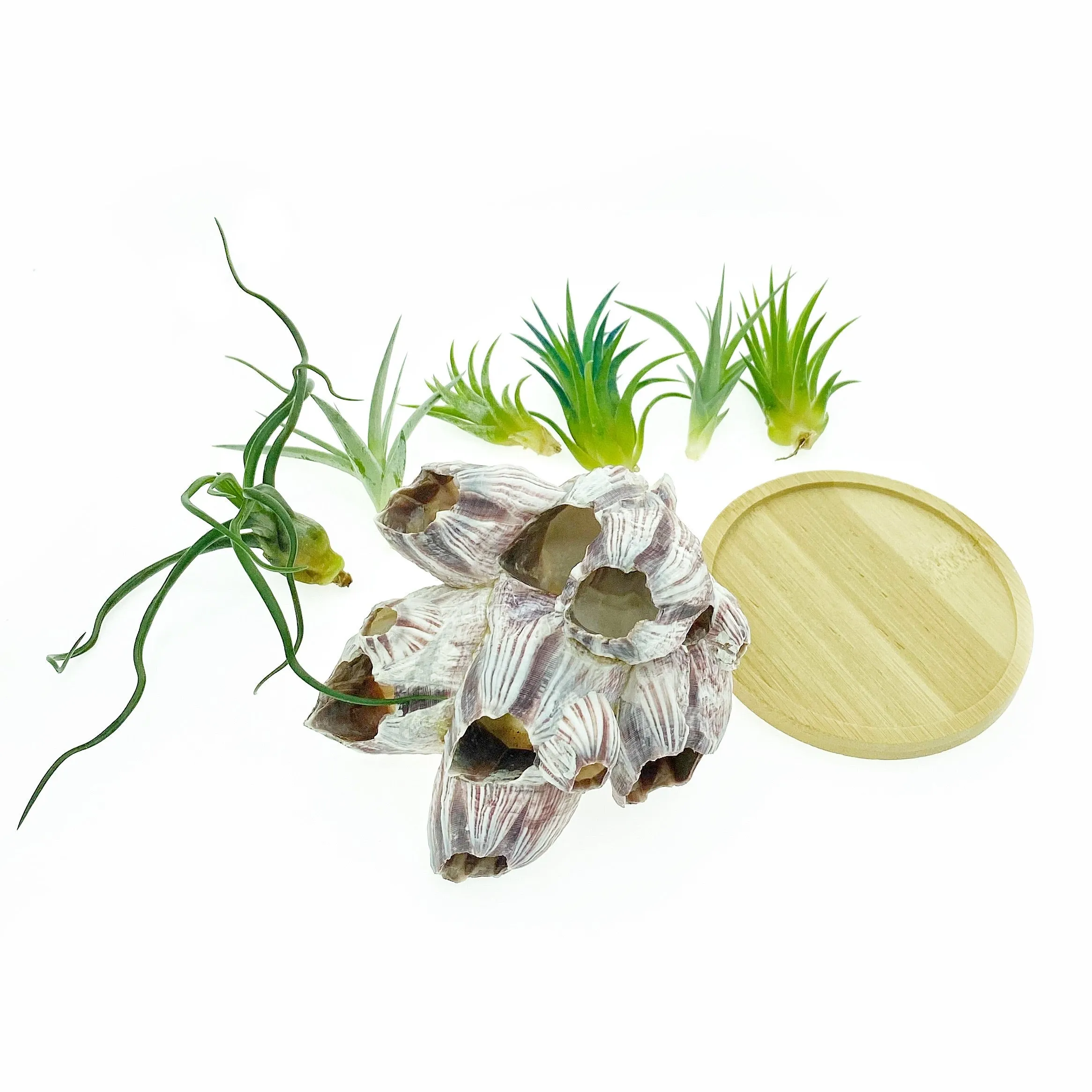 Sea Barnacle   Air Plants