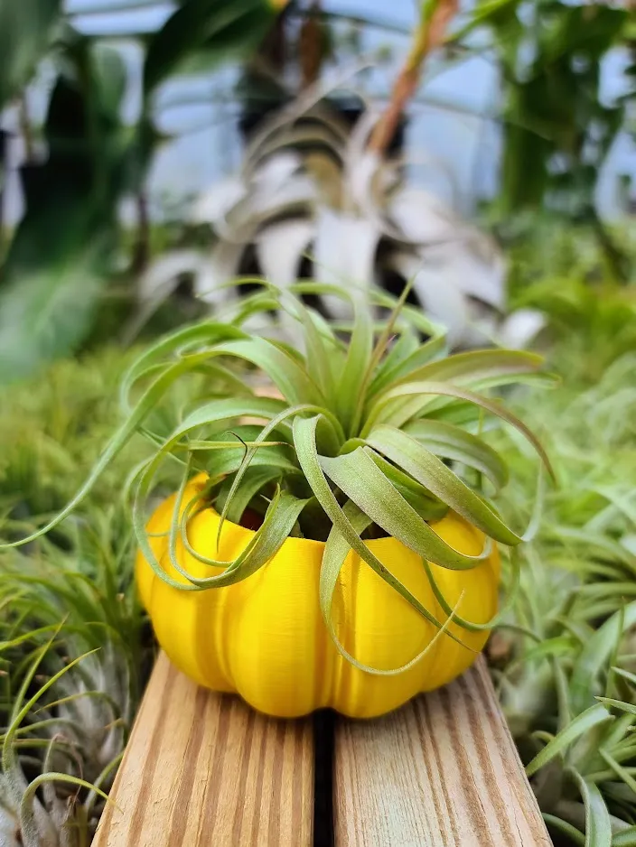 Small Yellow Pumpkin 3D Printed Holder w/ Streptophylla Hybrid