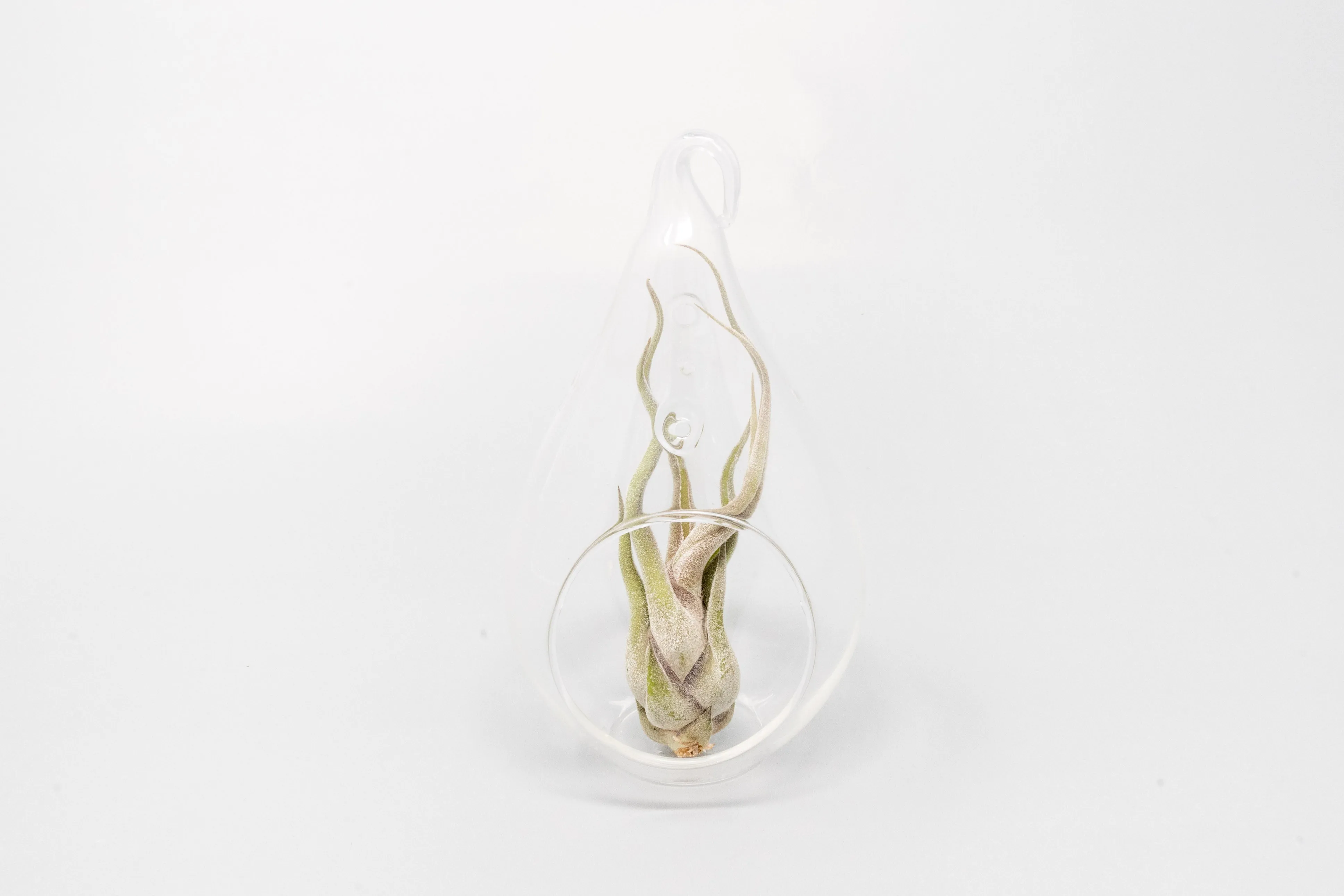 Teardrop Glass Terrariums