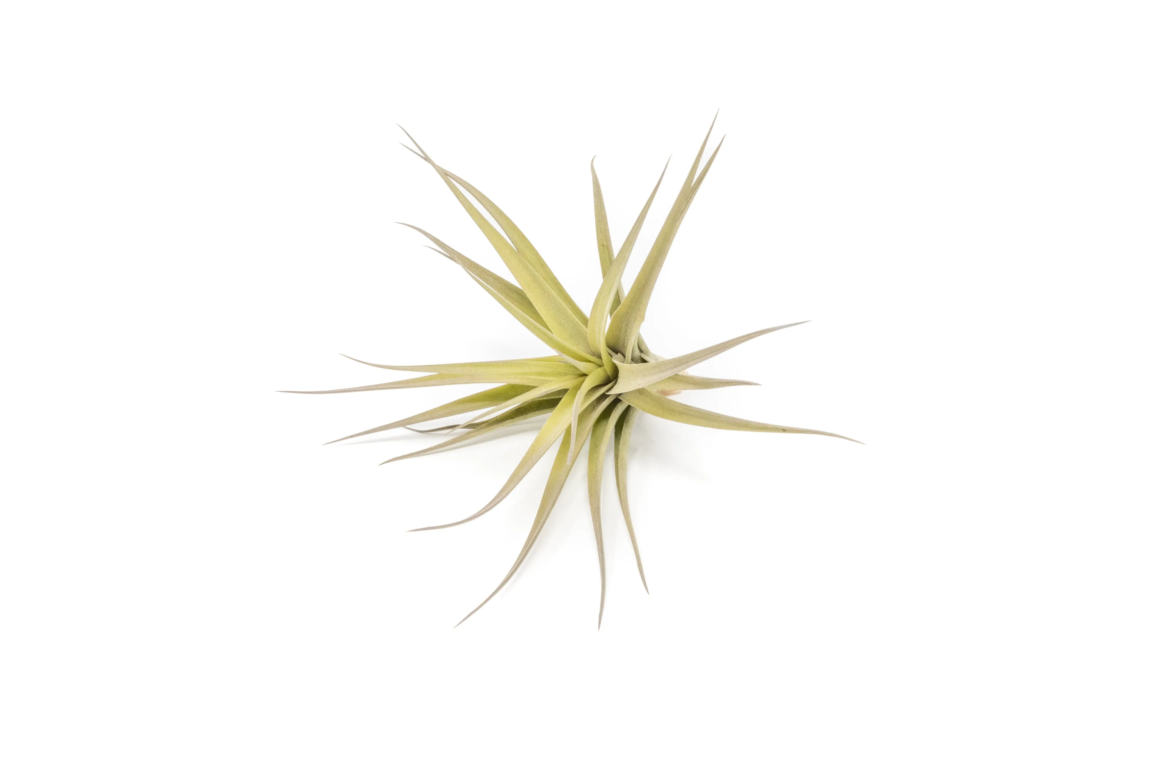 Tillandsia Aeranthos - Clavel del Aire - "Carnation of the Air" Air Plant