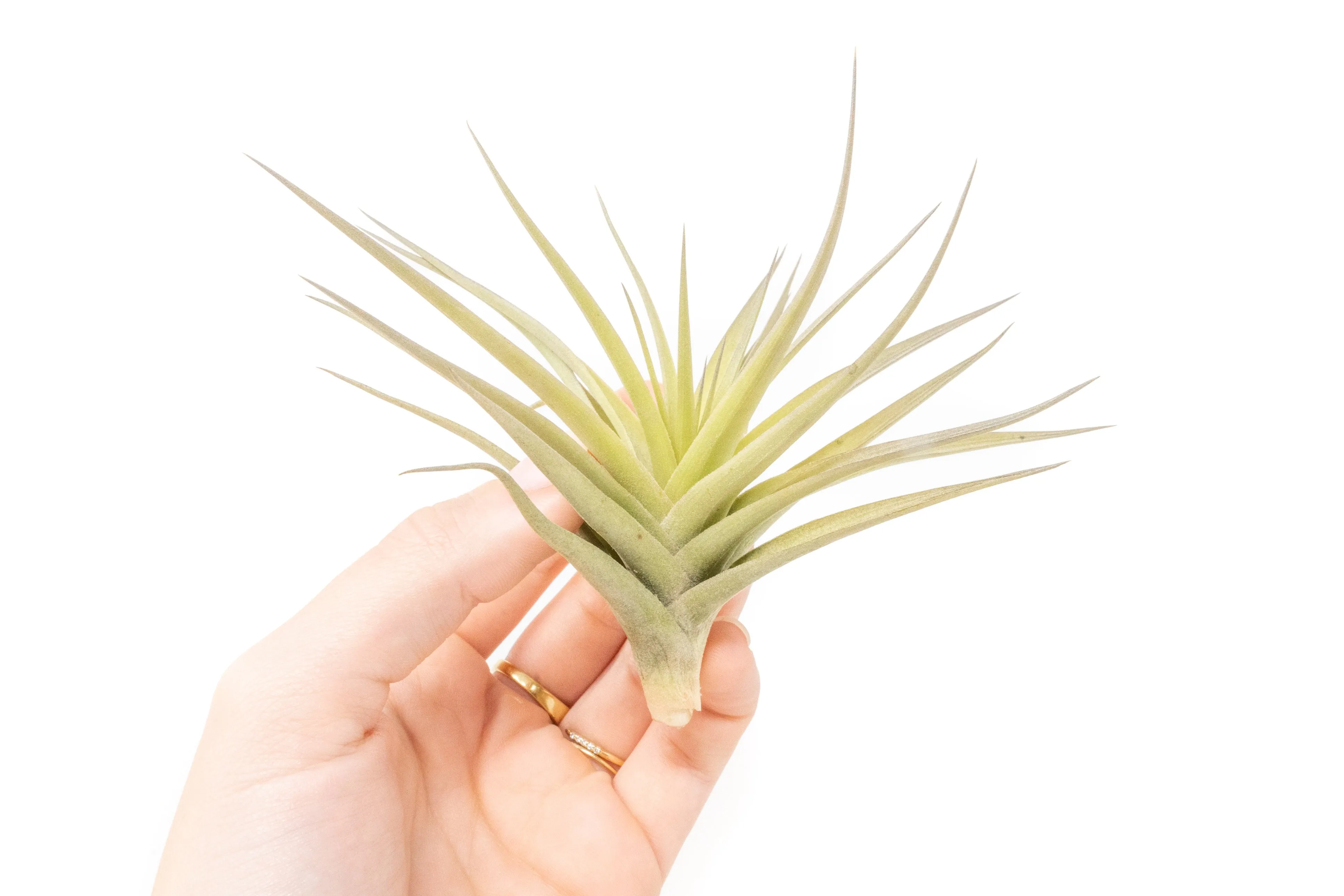 Tillandsia Aeranthos - Clavel del Aire - "Carnation of the Air" Air Plant