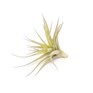 Tillandsia Aeranthos - Clavel del Aire - "Carnation of the Air" Air Plant