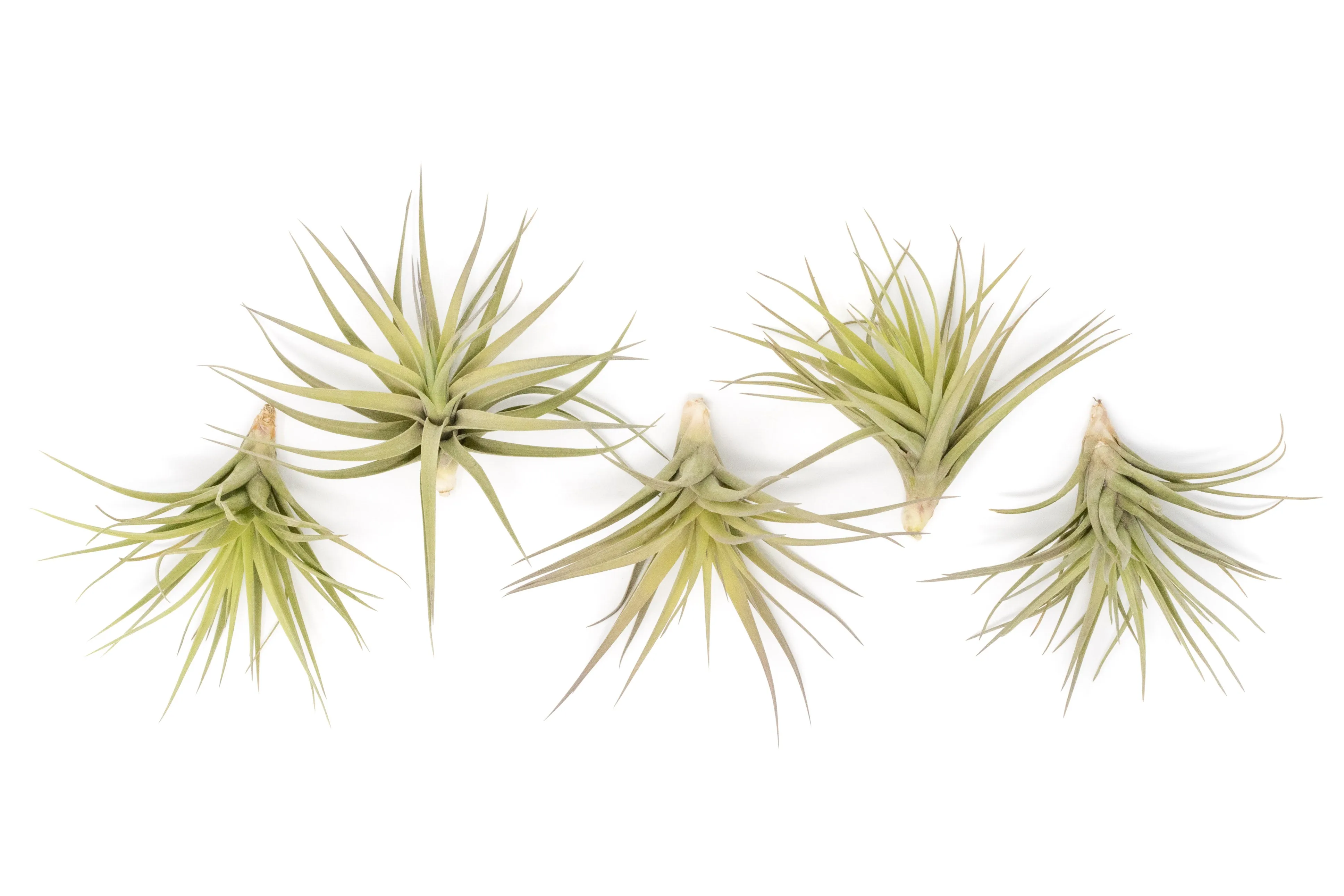 Tillandsia Aeranthos - Clavel del Aire - "Carnation of the Air" Air Plant