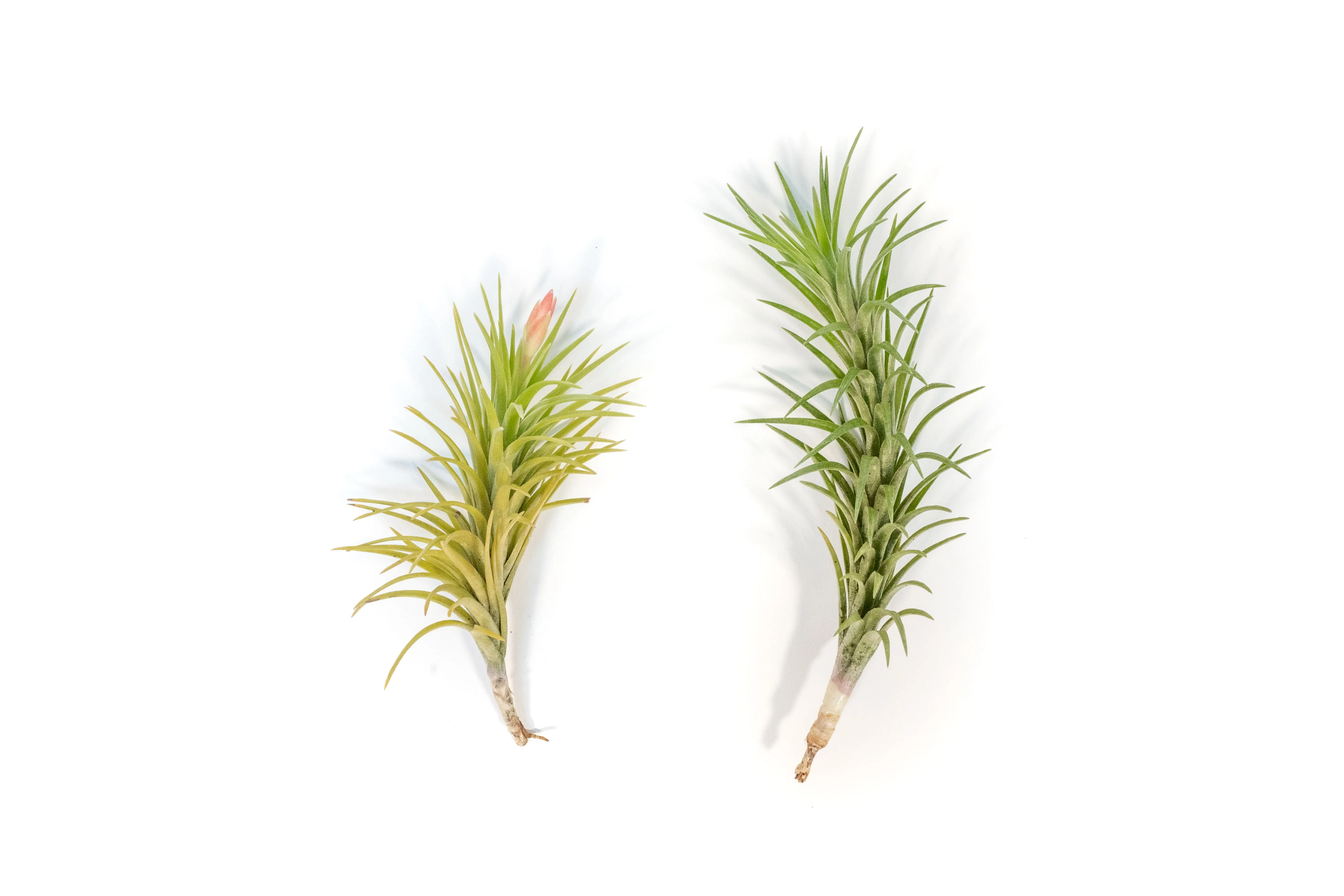 Tillandsia Araujei Air Plant