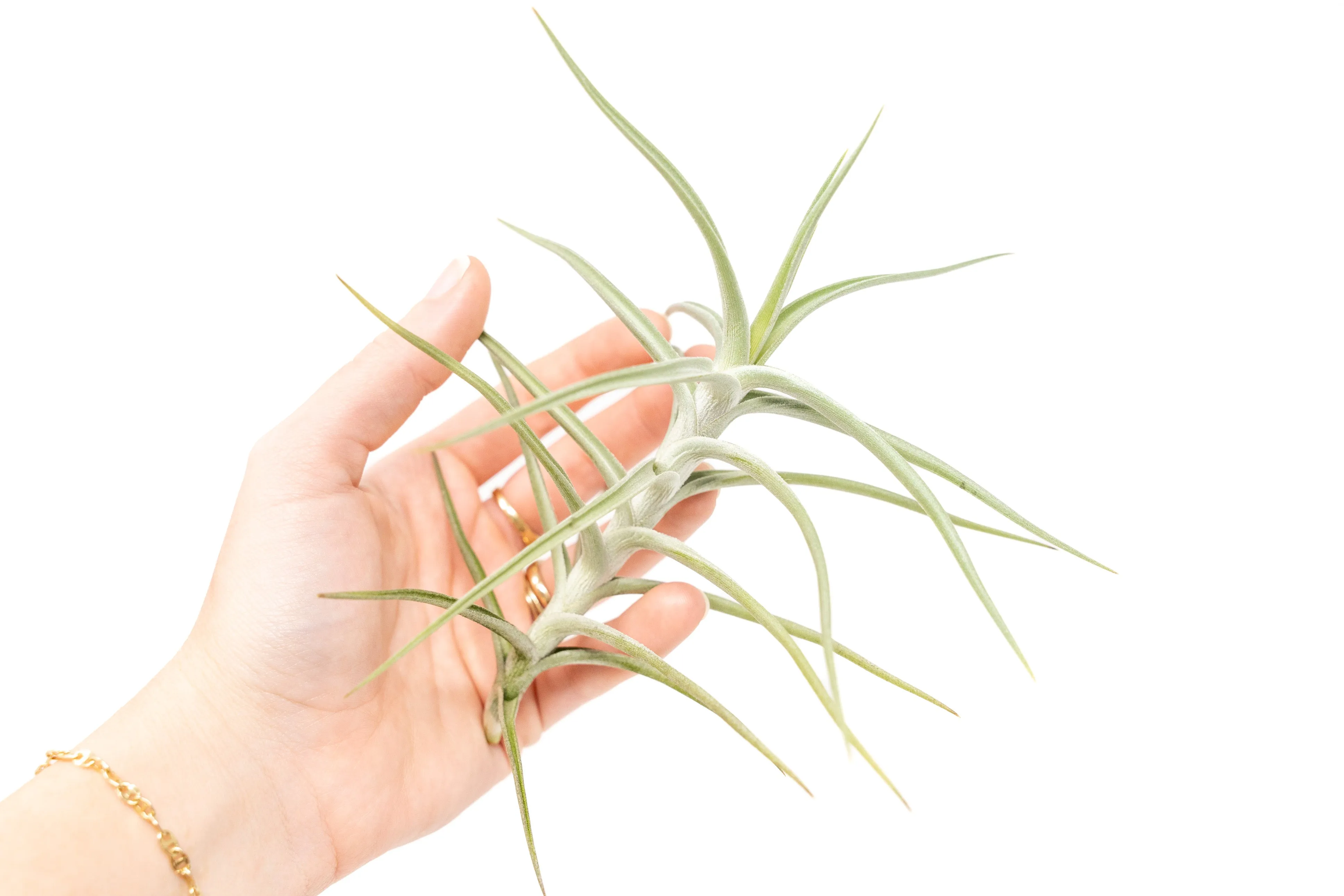 Tillandsia Diaguitensis Air Plants