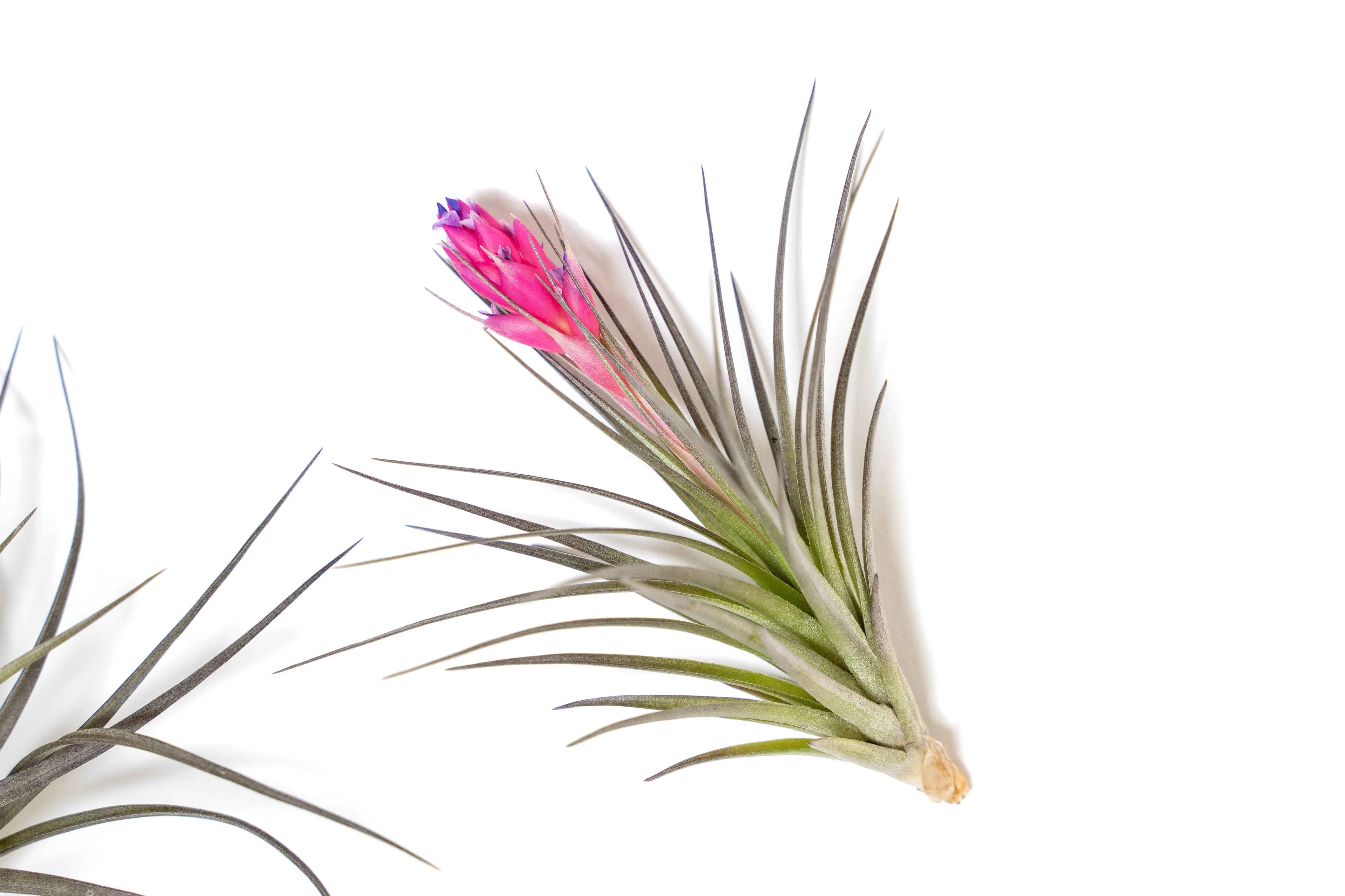 Tillandsia Stricta 'Midnight' Hybrid Air Plants