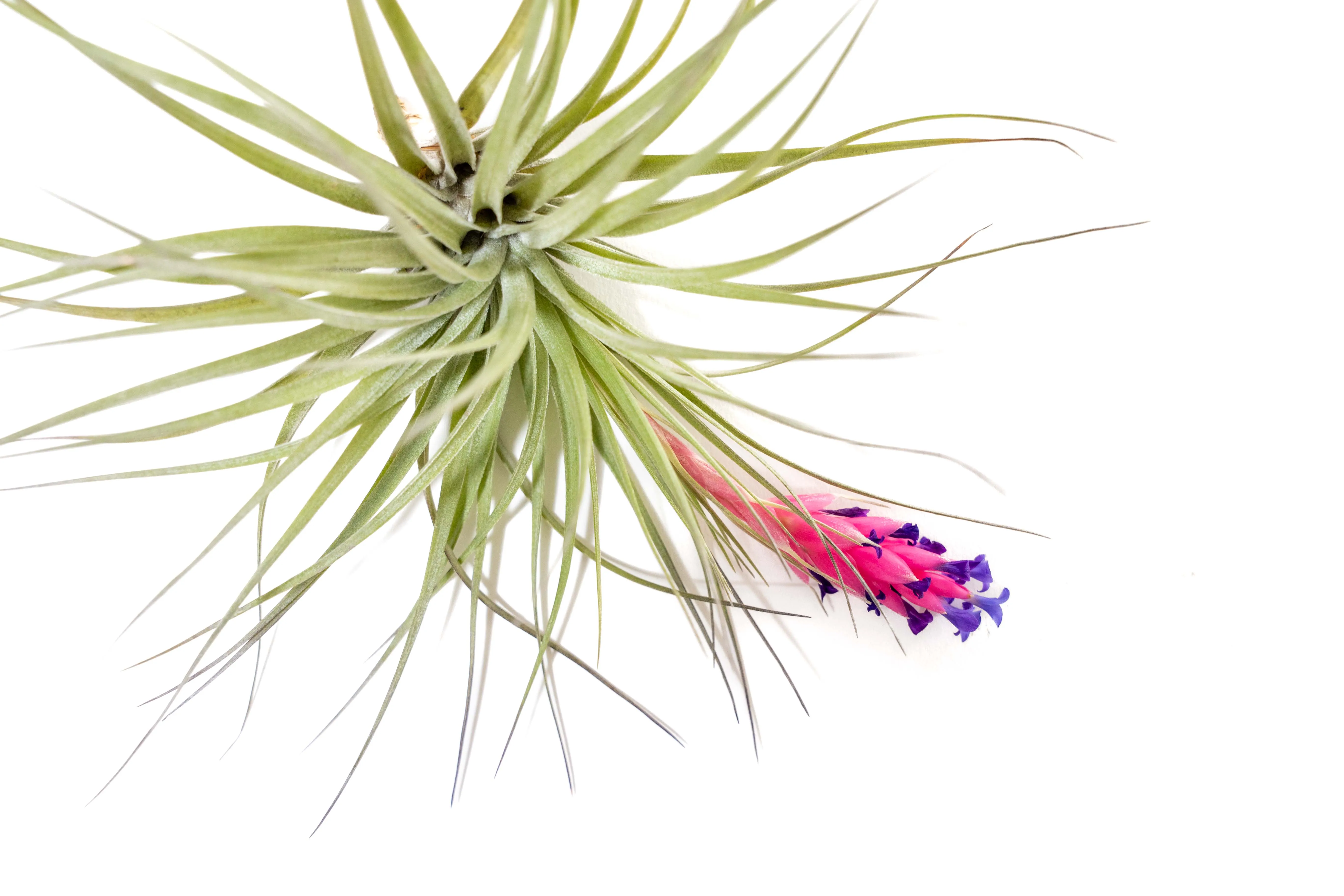 Tillandsia Stricta 'Midnight' Hybrid Air Plants