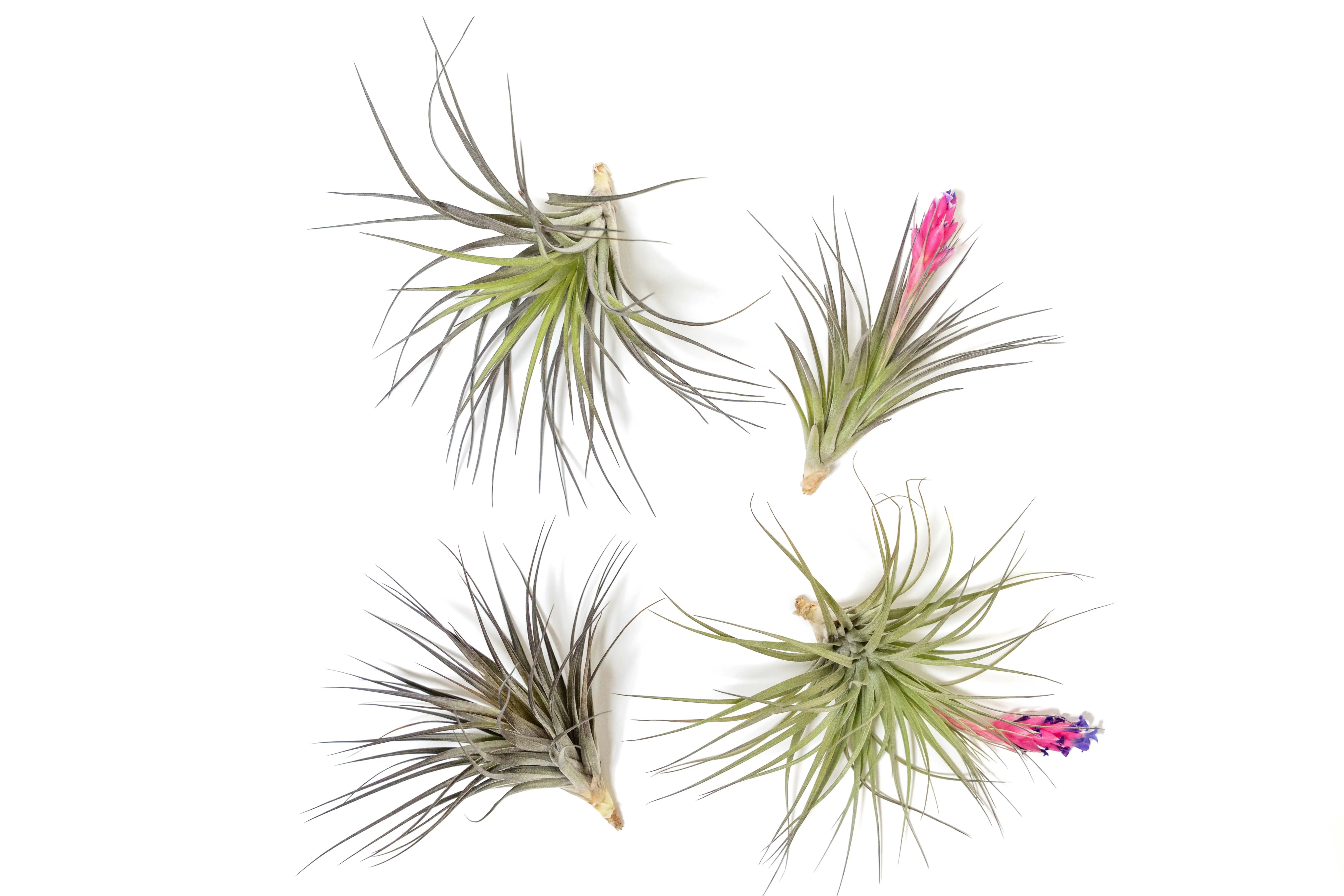 Tillandsia Stricta 'Midnight' Hybrid Air Plants