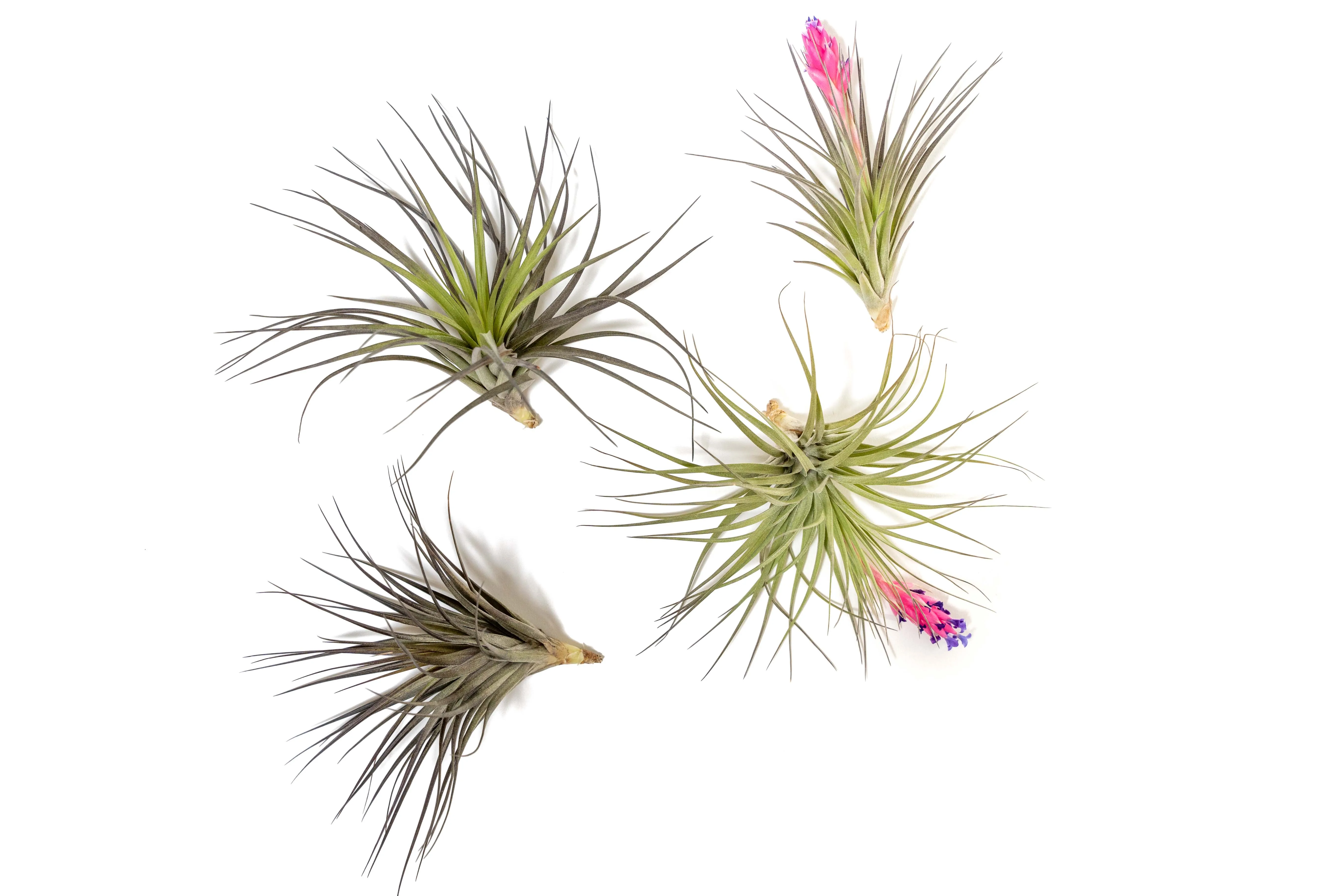 Tillandsia Stricta 'Midnight' Hybrid Air Plants