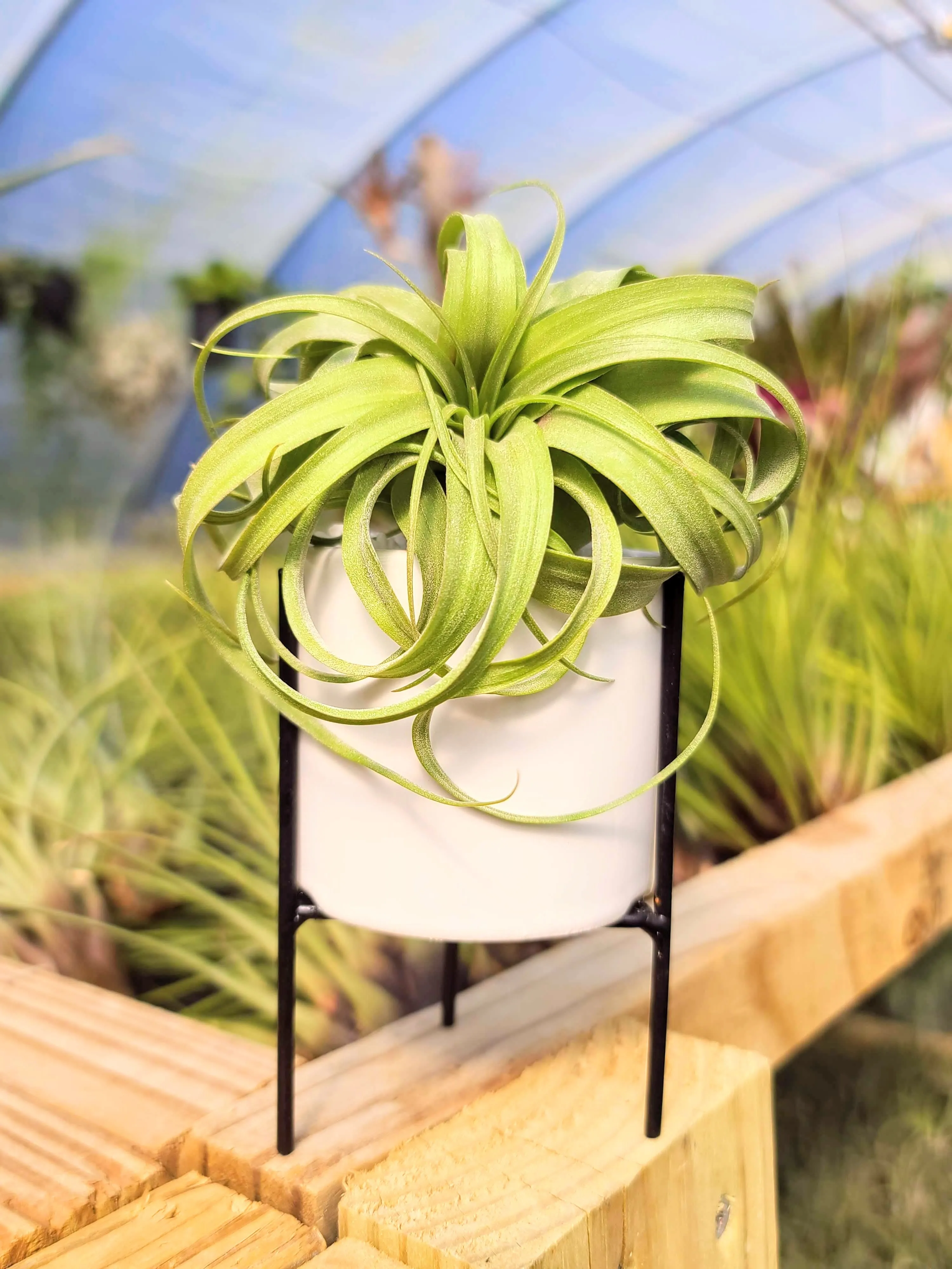 White Holder with Streptophylla Hybrid