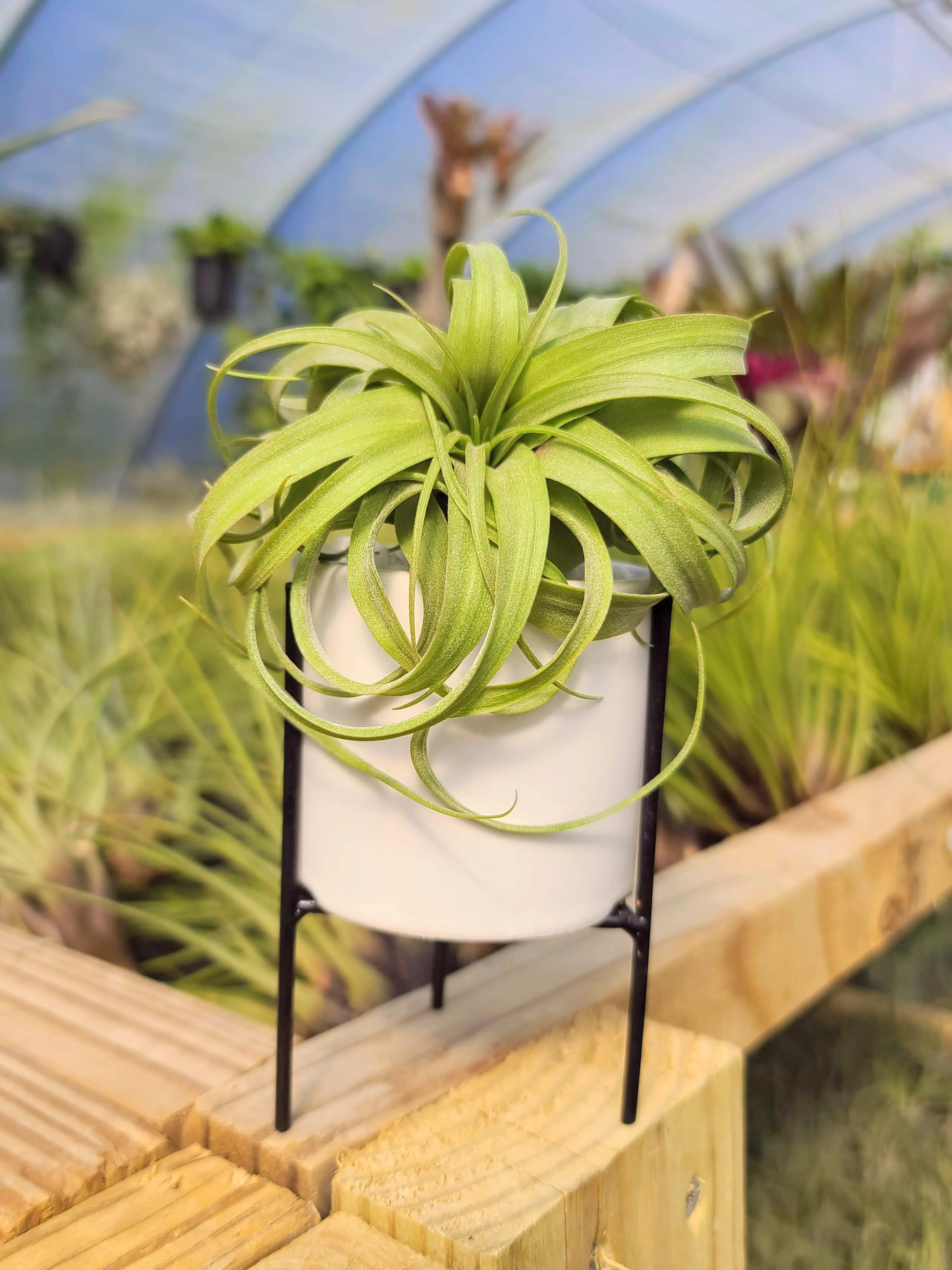 White Holder with Streptophylla Hybrid