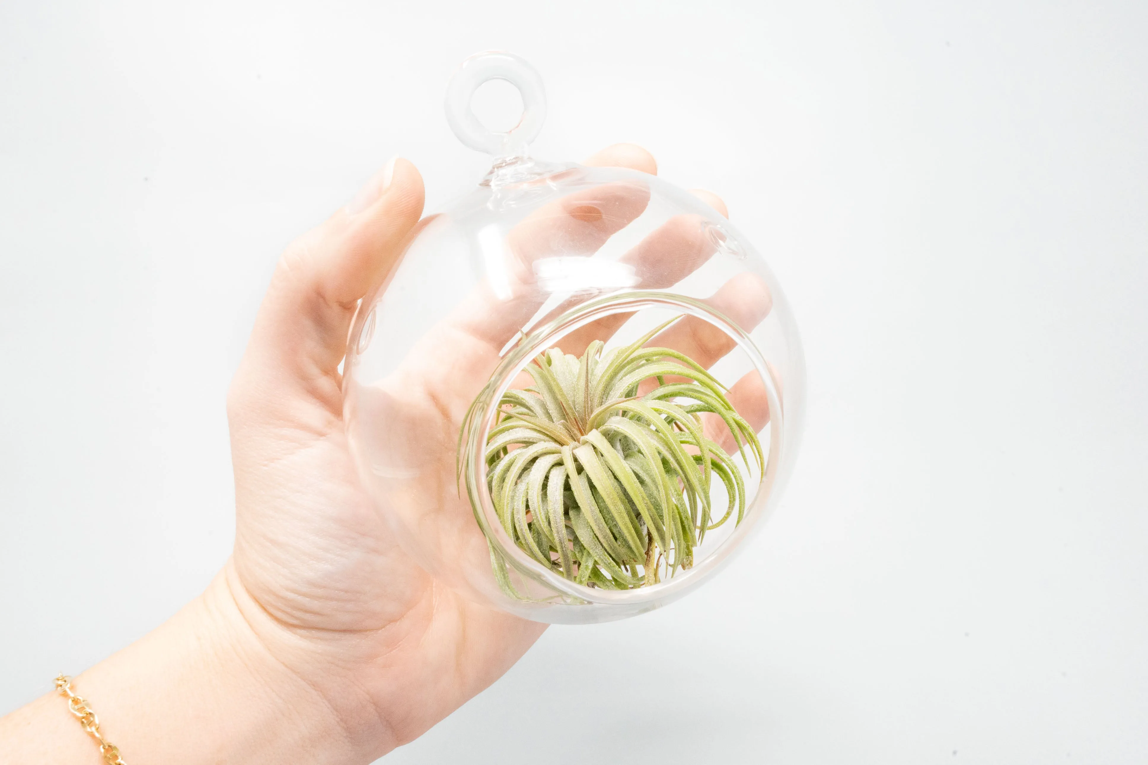 Wholesale - Hanging Round Bottom Glass Terrariums