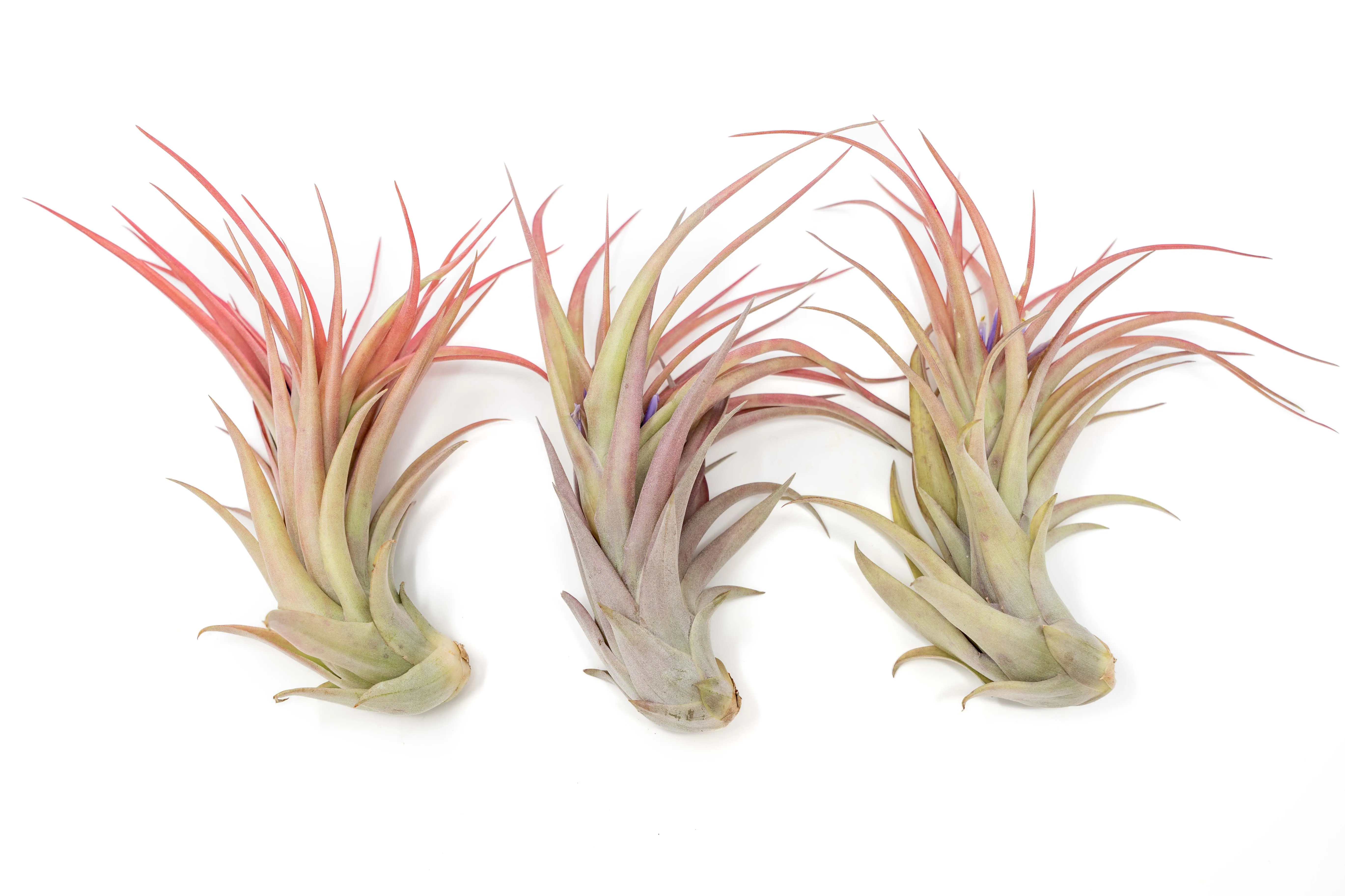 Wholesale - Large Tillandsia Green Abdita Air Plants / 4-6 Inch Plants